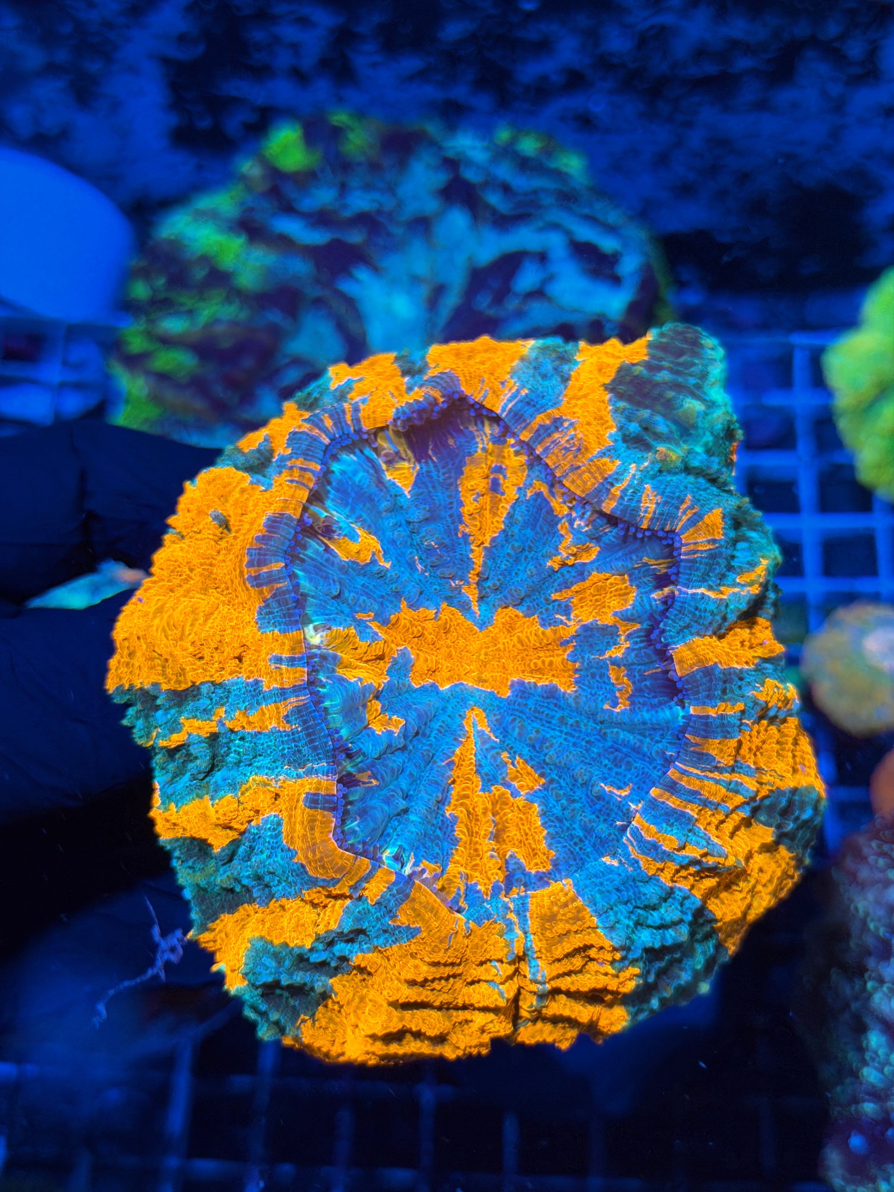 Insanely Bright Striped Acanthophyllia Meat Coral XL