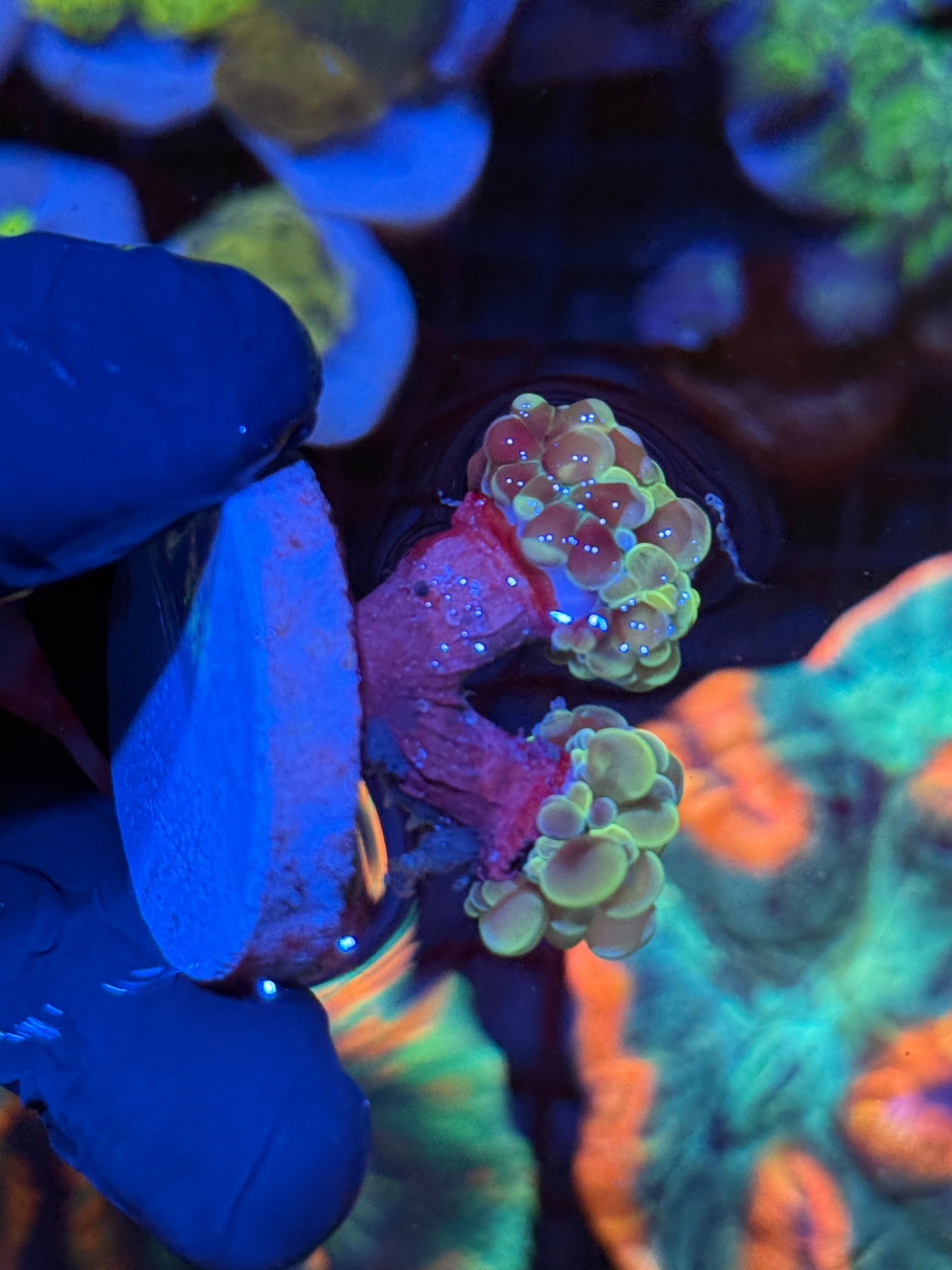 JEA Warheads Hammer Coral 2 Heads
