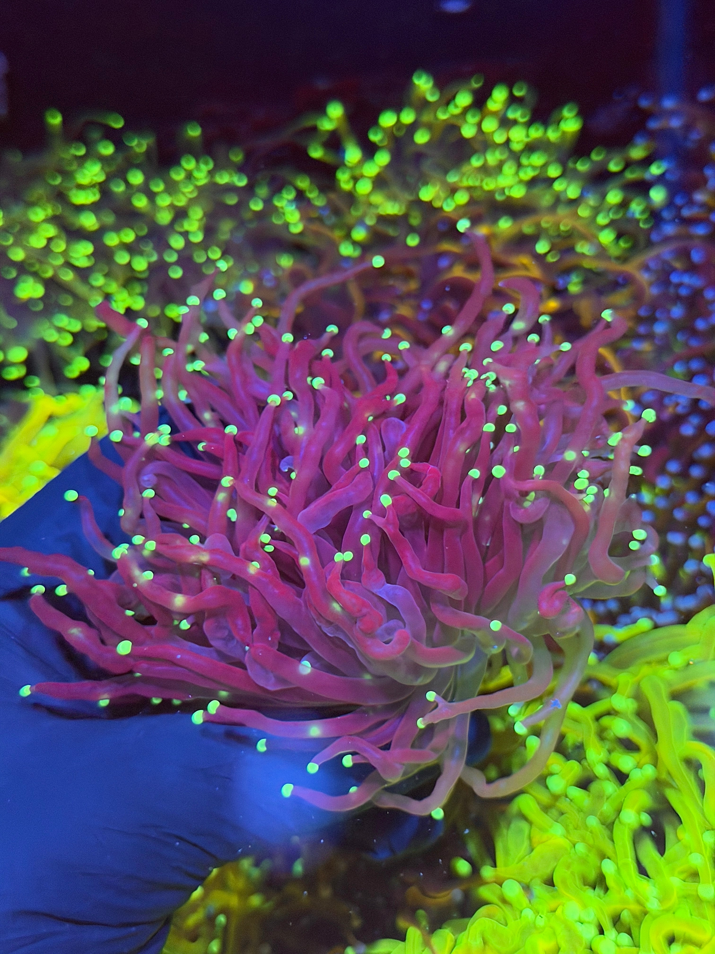 JEA Black Widow Torch Coral 2 XXXL Heads Splitting to 3 *New Release* 7/10
