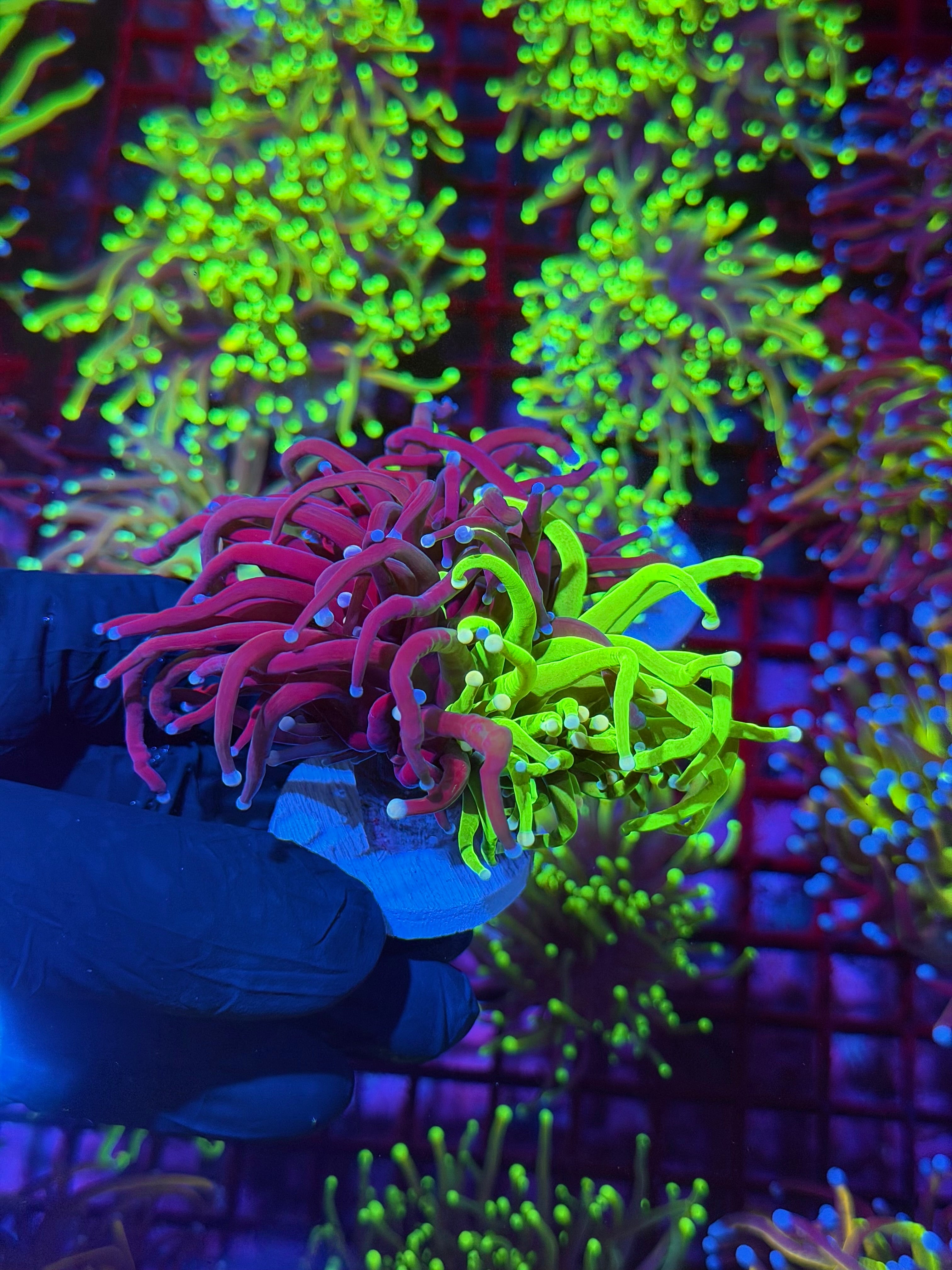 JEA Grafted Holy Grail Torch Coral 1 XXL Head Splitting Show Piece 8/6