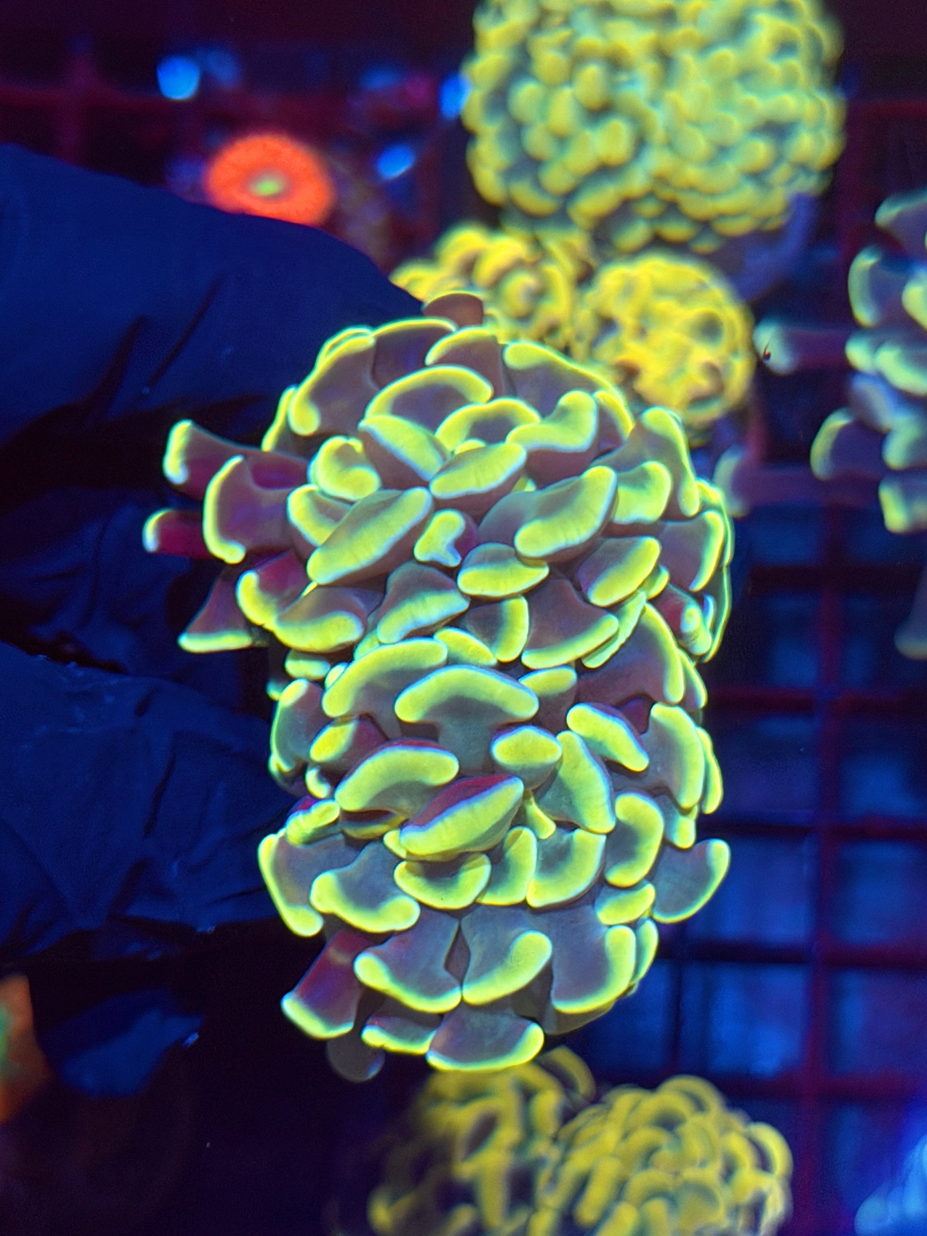 JEA Golden Arrow Hammer Coral 2 XL Heads