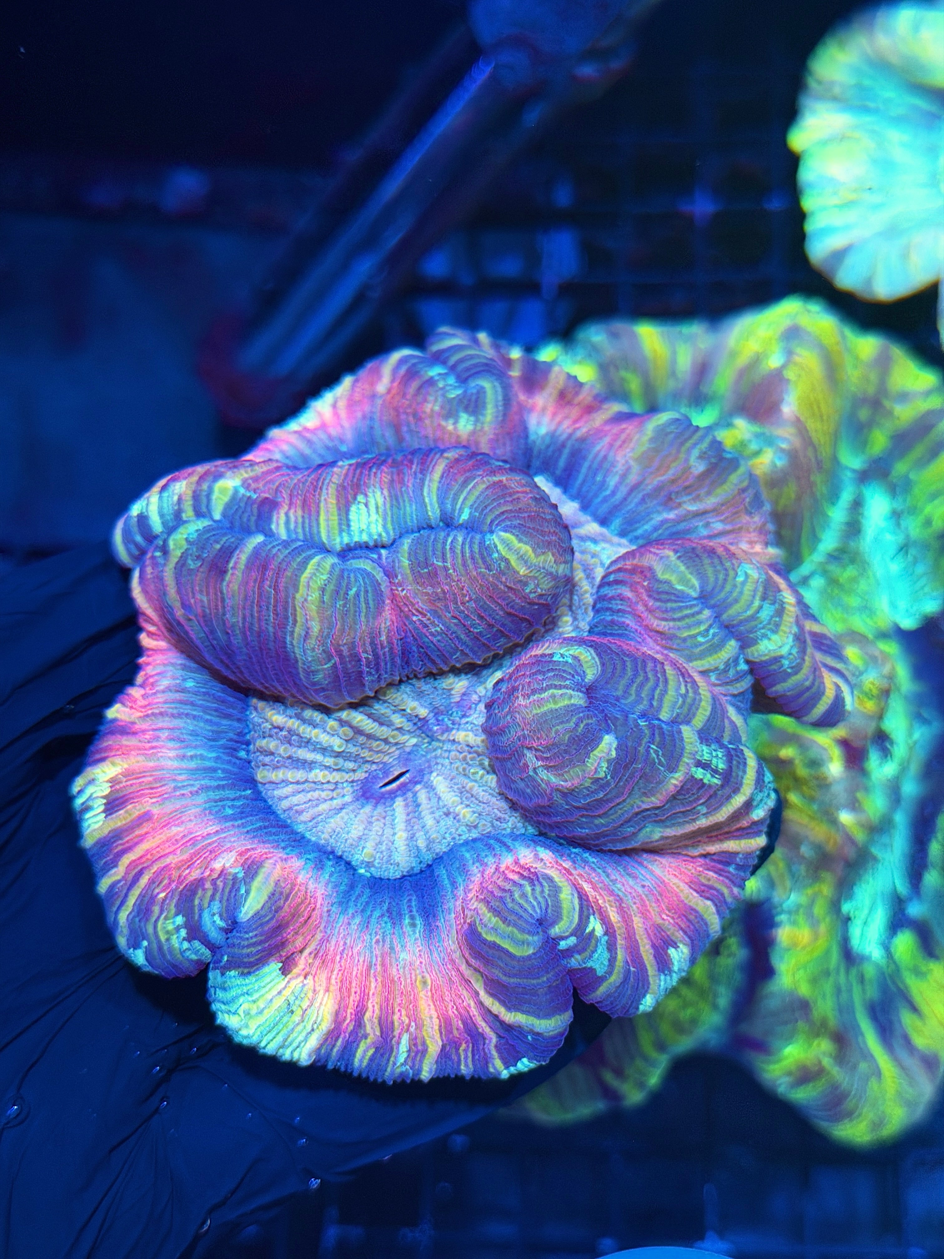 Unique Striped Rainbow Trachyphyllia Meat Coral XL 7/31