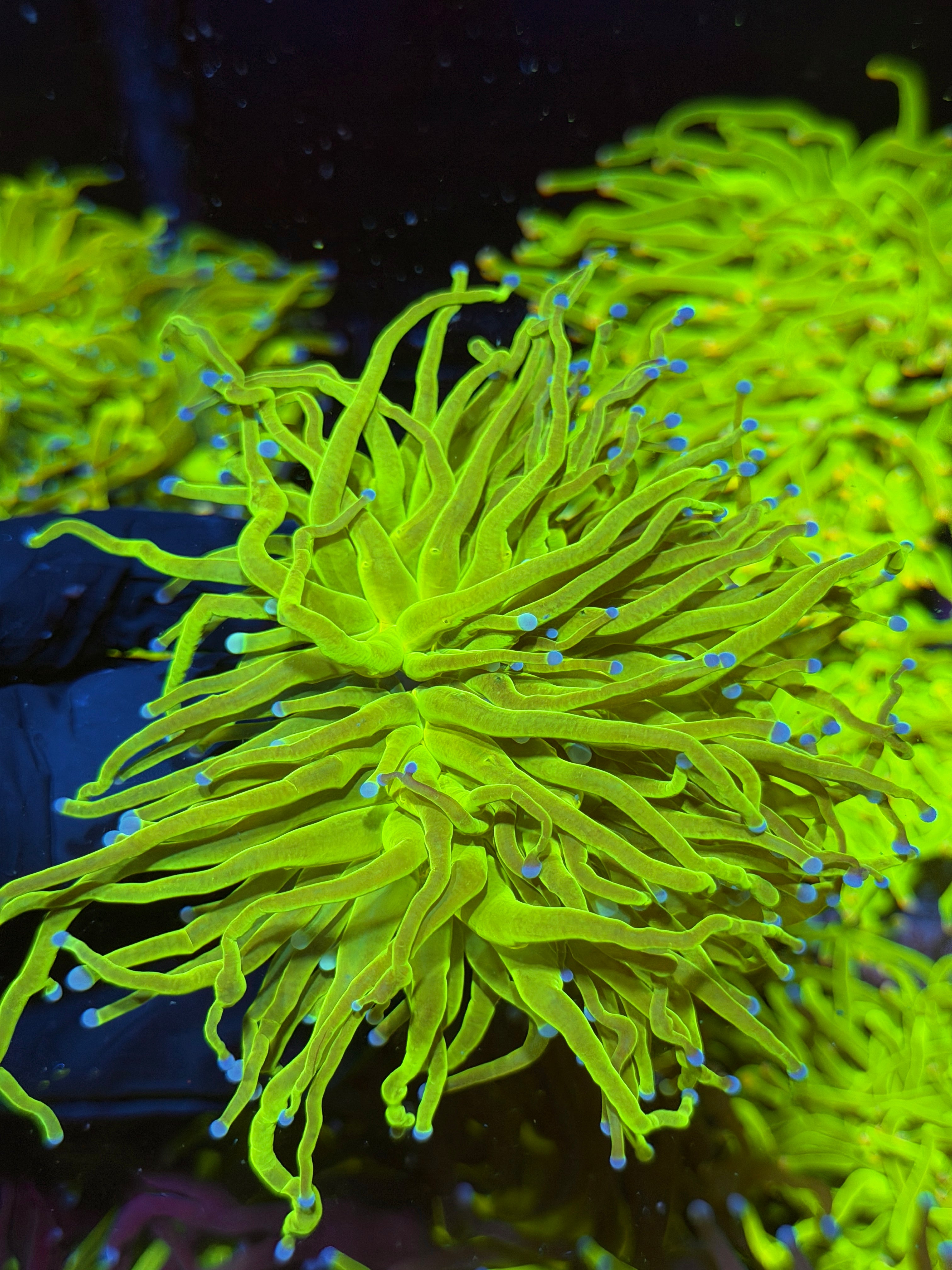 JEA 24K Holy Grail Torch Coral 3 Head Cluster XXXL 7/15