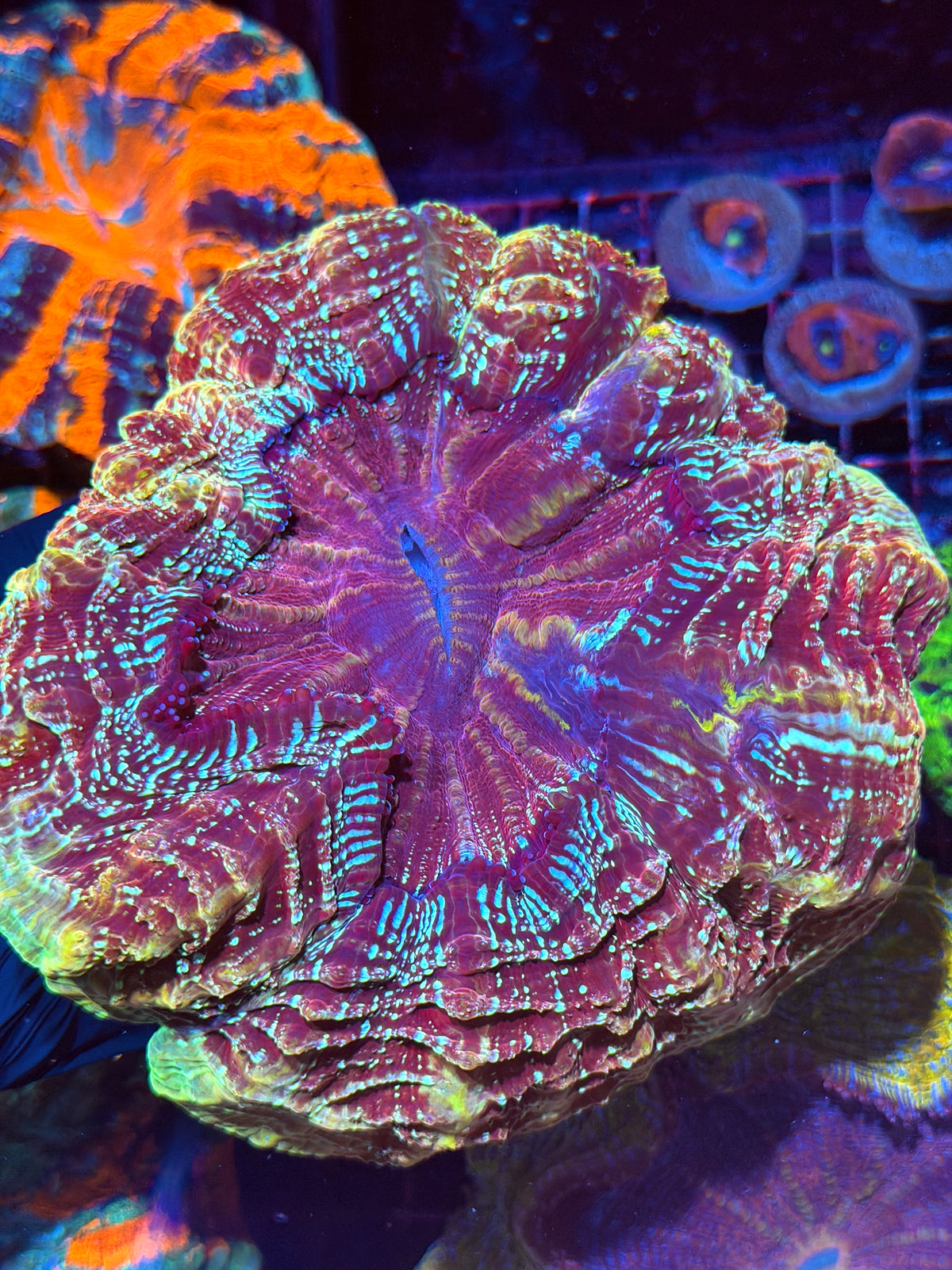 Unique Rainbow Acanthophyllia Meat Coral Show Piece