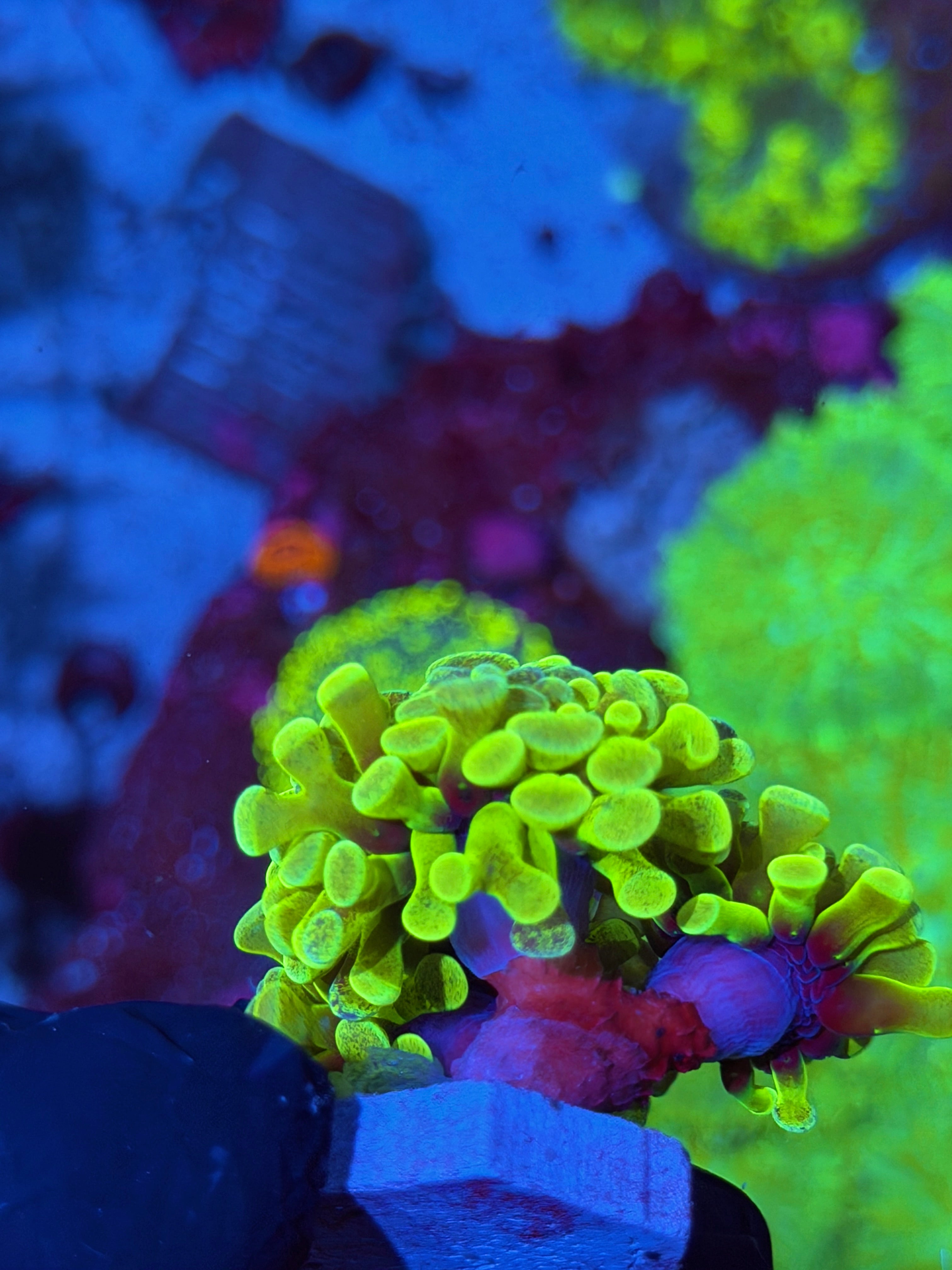 JEA Pixie Dust Hammer Coral 3 Heads XXL