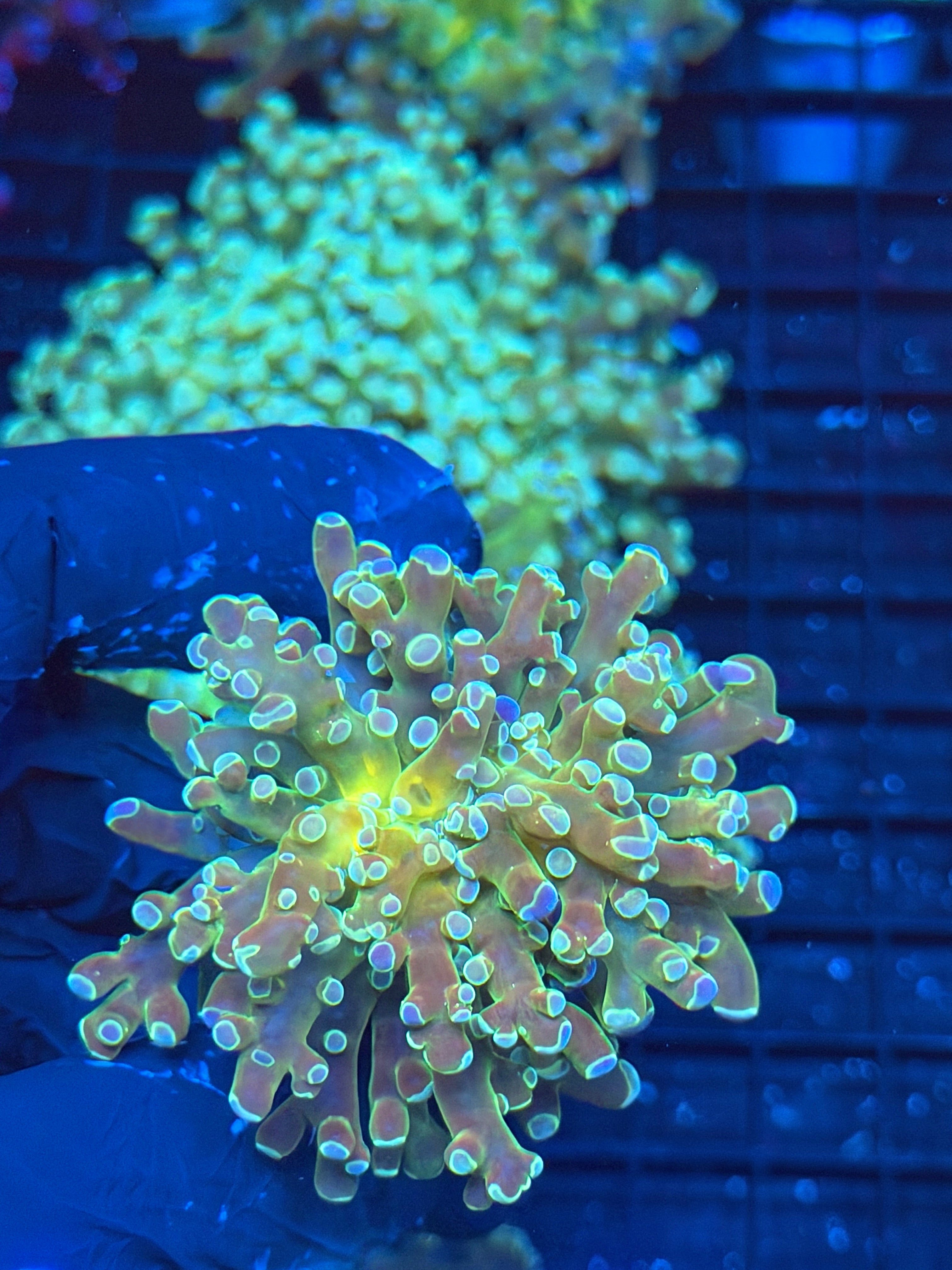 JEA Holy Relic Frogspawn Coral 1’XL Head 9/5