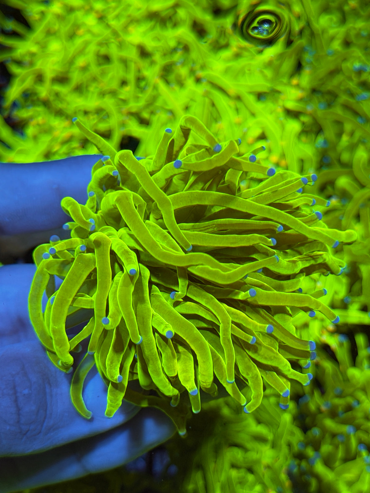 JEA 24K Holy Grail Torch Coral 1 Head XL 9/21