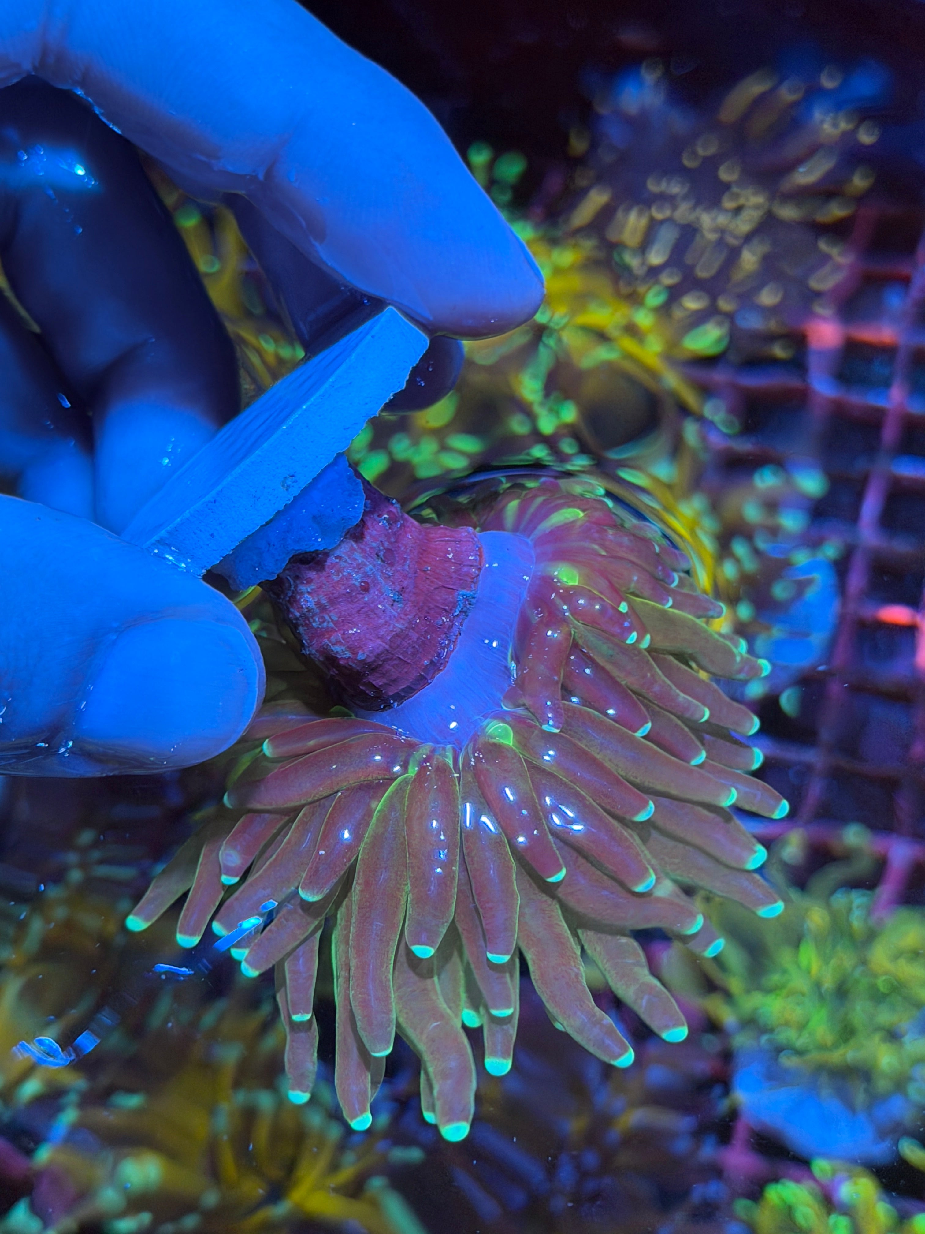 JEA Reverse Branching Tiger 2.0 Torch Coral 1 XL Head Splitting -