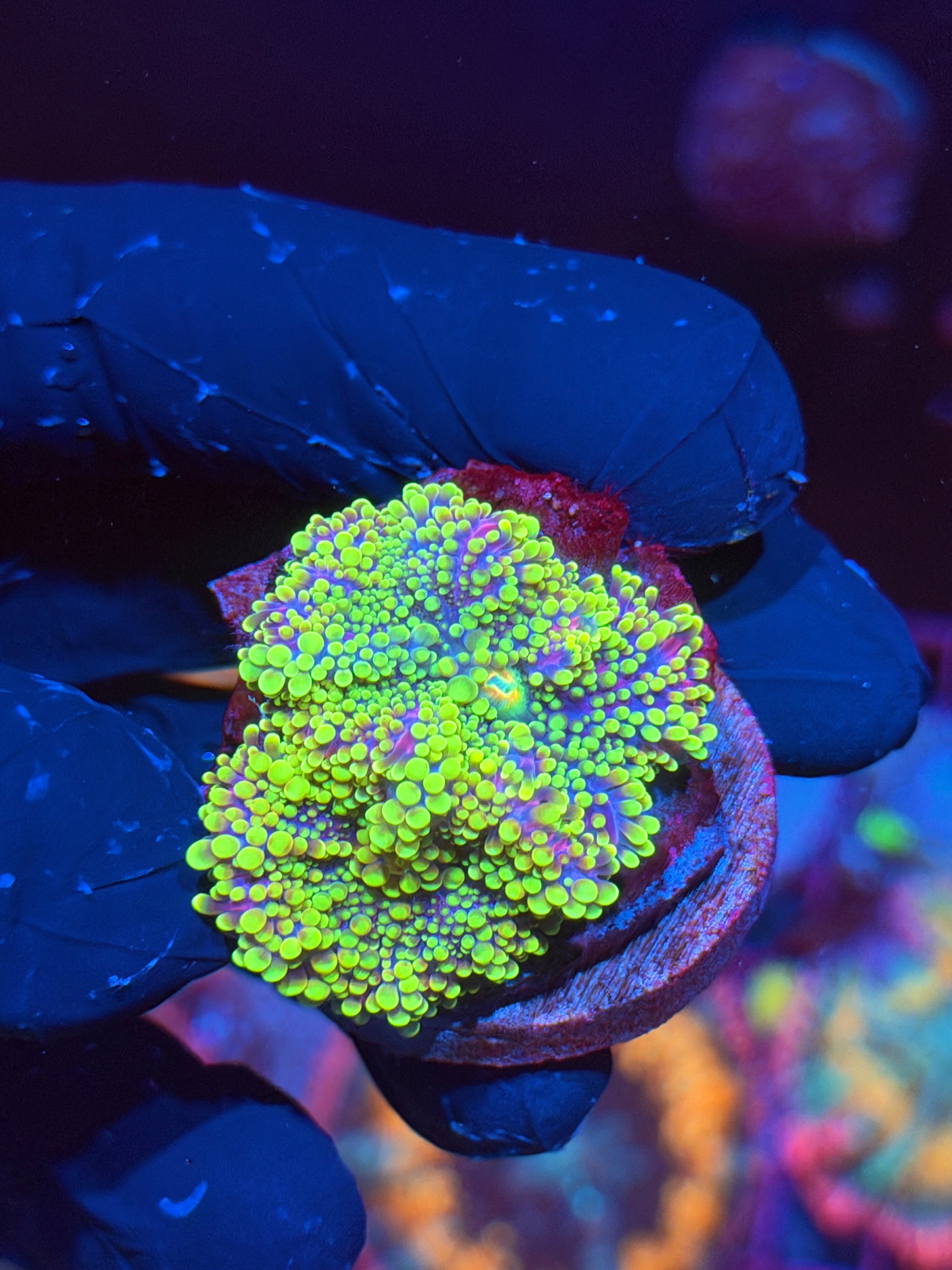 JEA Rainbow Plasma Yuma Mushroom Coral Multi BRIGHT 6/4