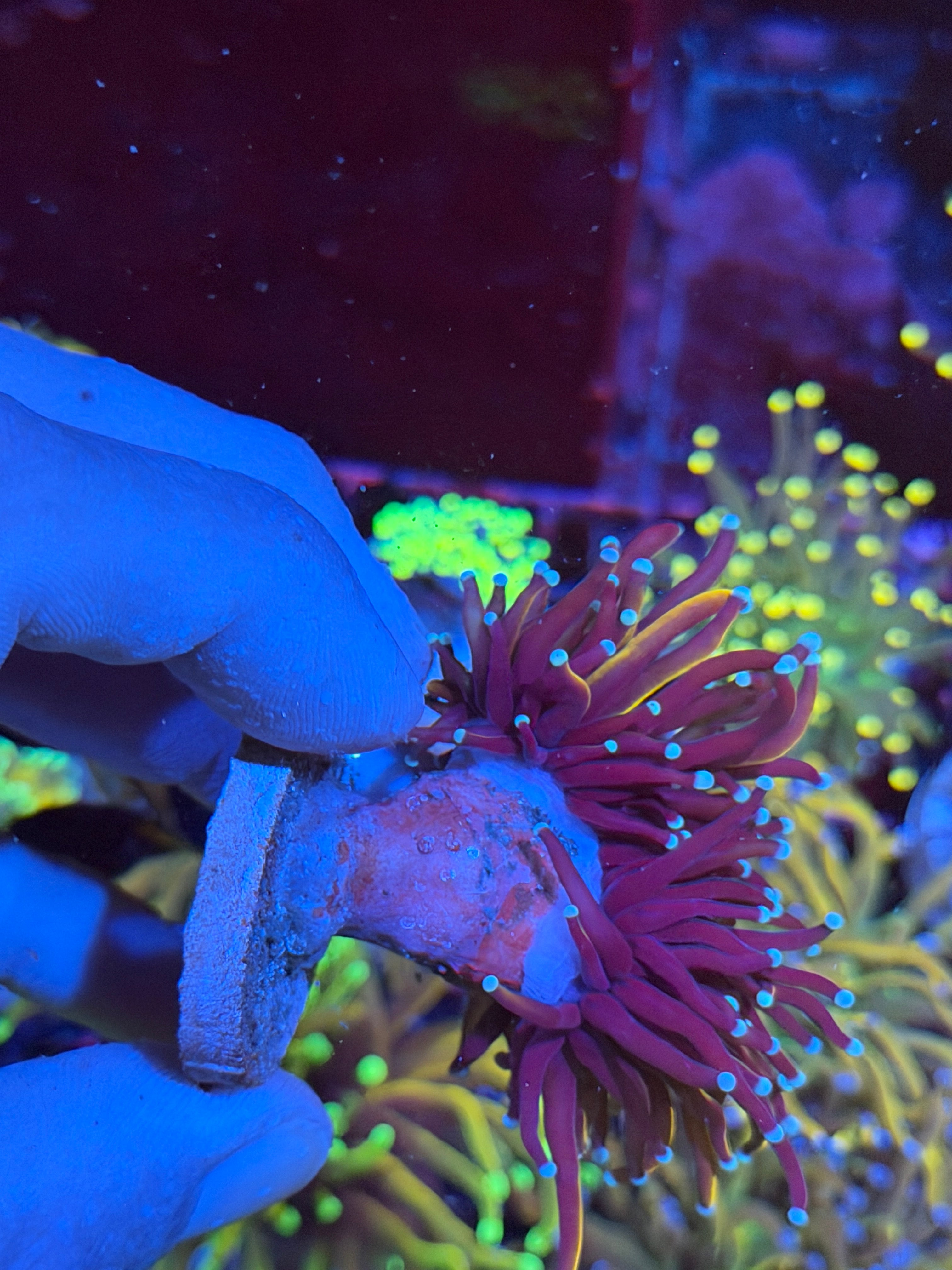 JEA Orange Peel Torch Coral 2 Heads Splitting XL