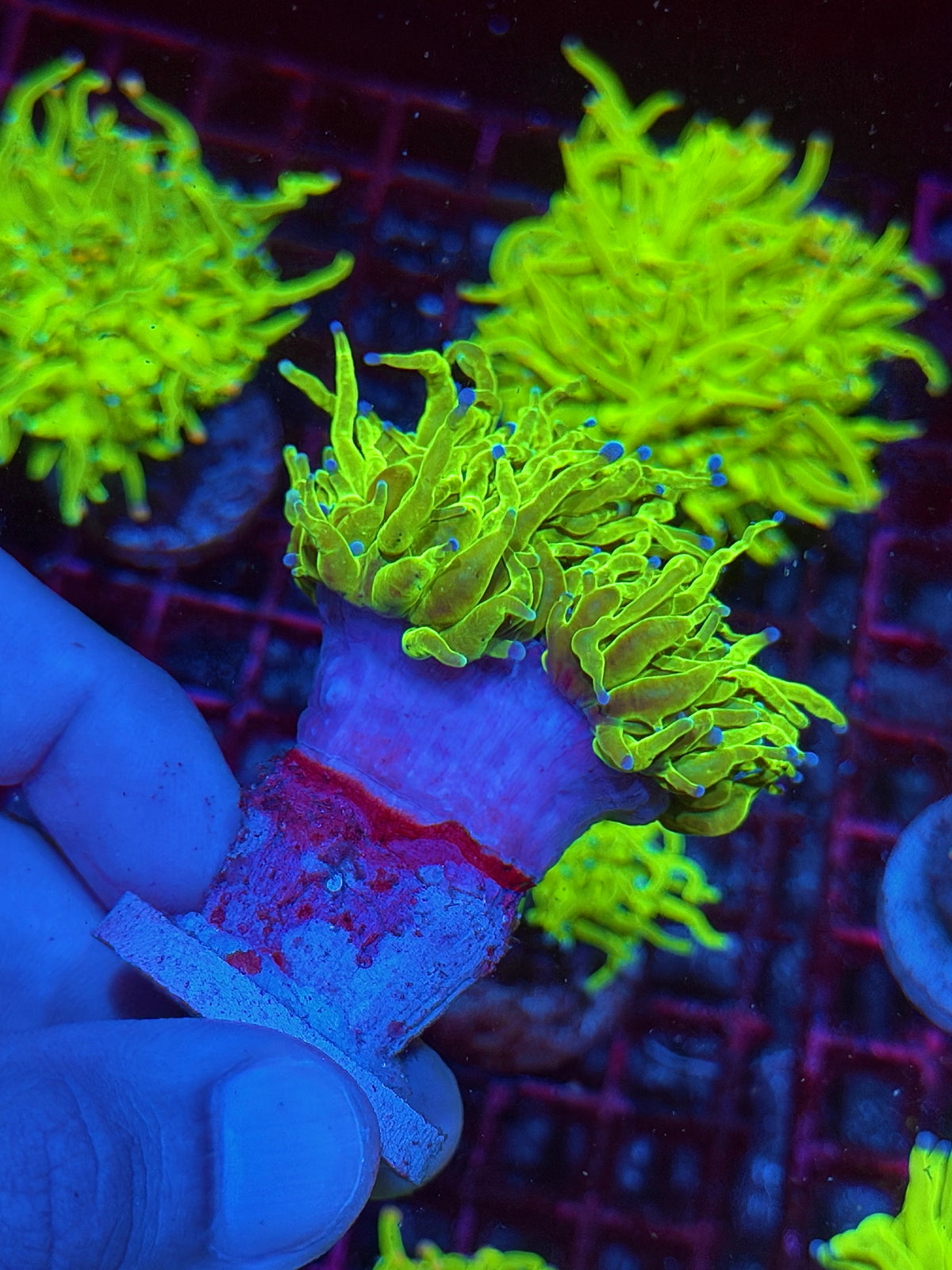 JEA Jolly Rancher Holy Grail Torch Coral 1 XXL Head Splititng 10/21