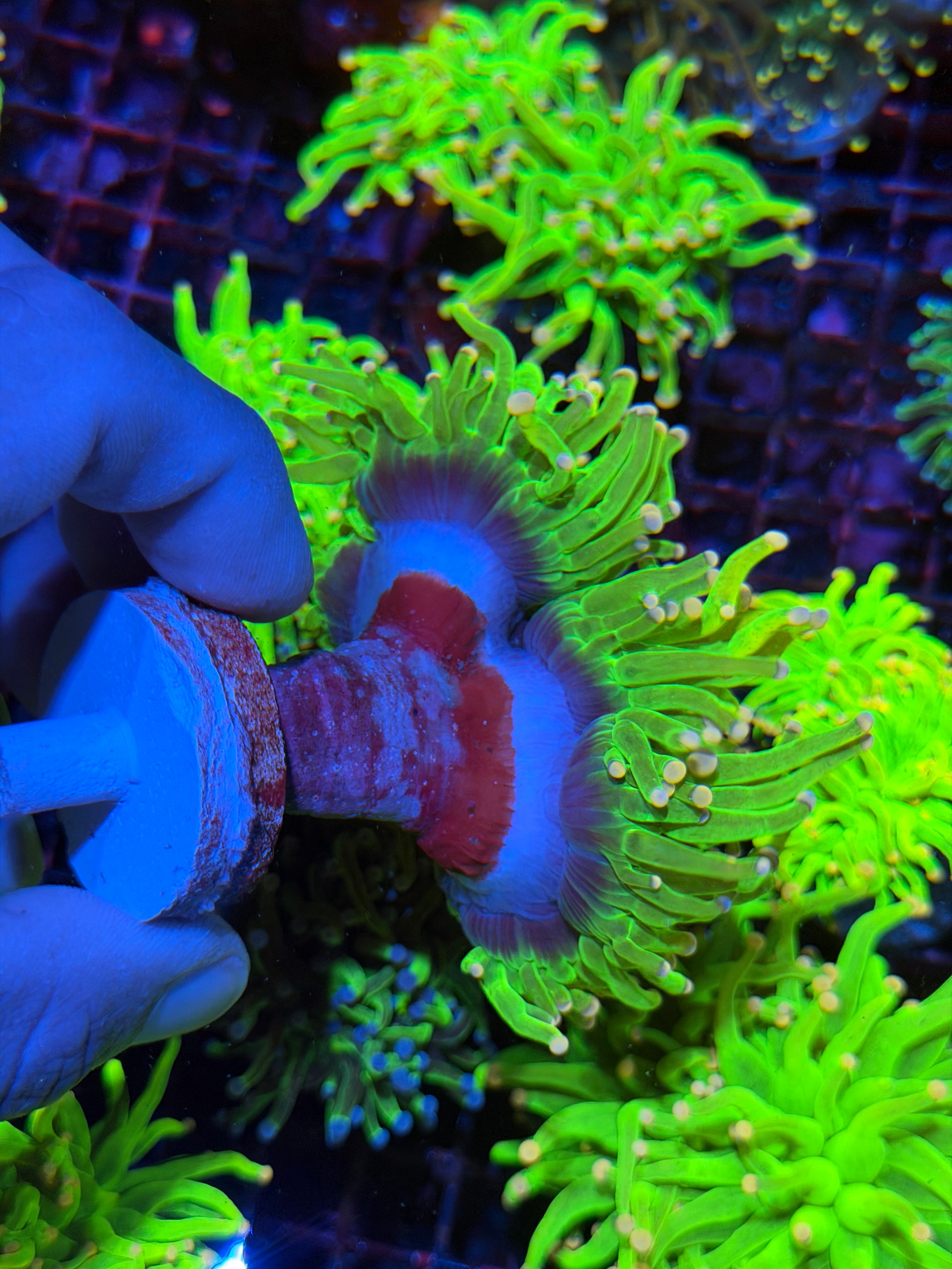 JEA Care Bears Holy Grail Torch Coral 2 XXL Heads Splitting to 3
