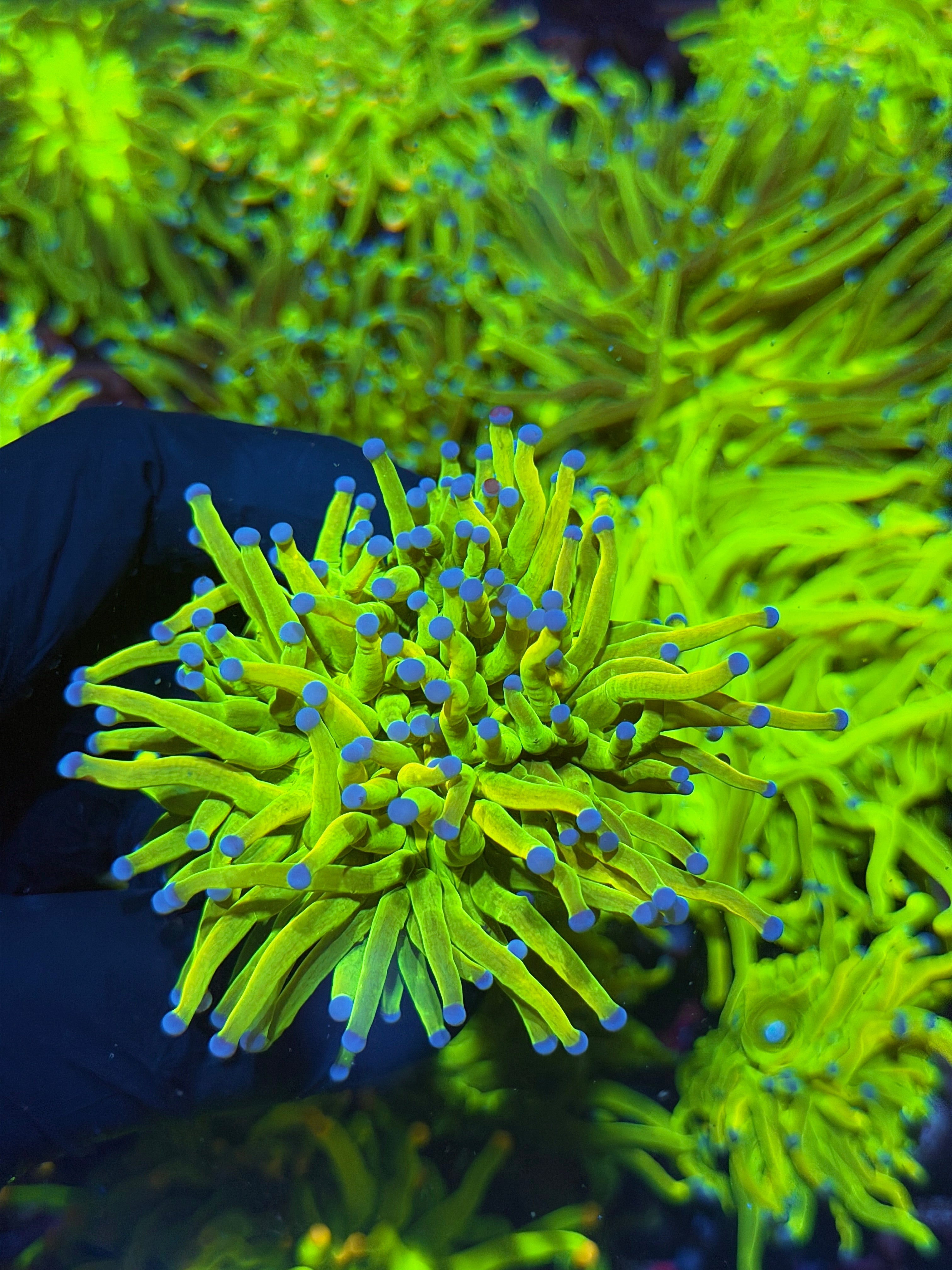 JEA Malaysian Holy Grail Torch Coral 1 XL Heads Splitting 7/10