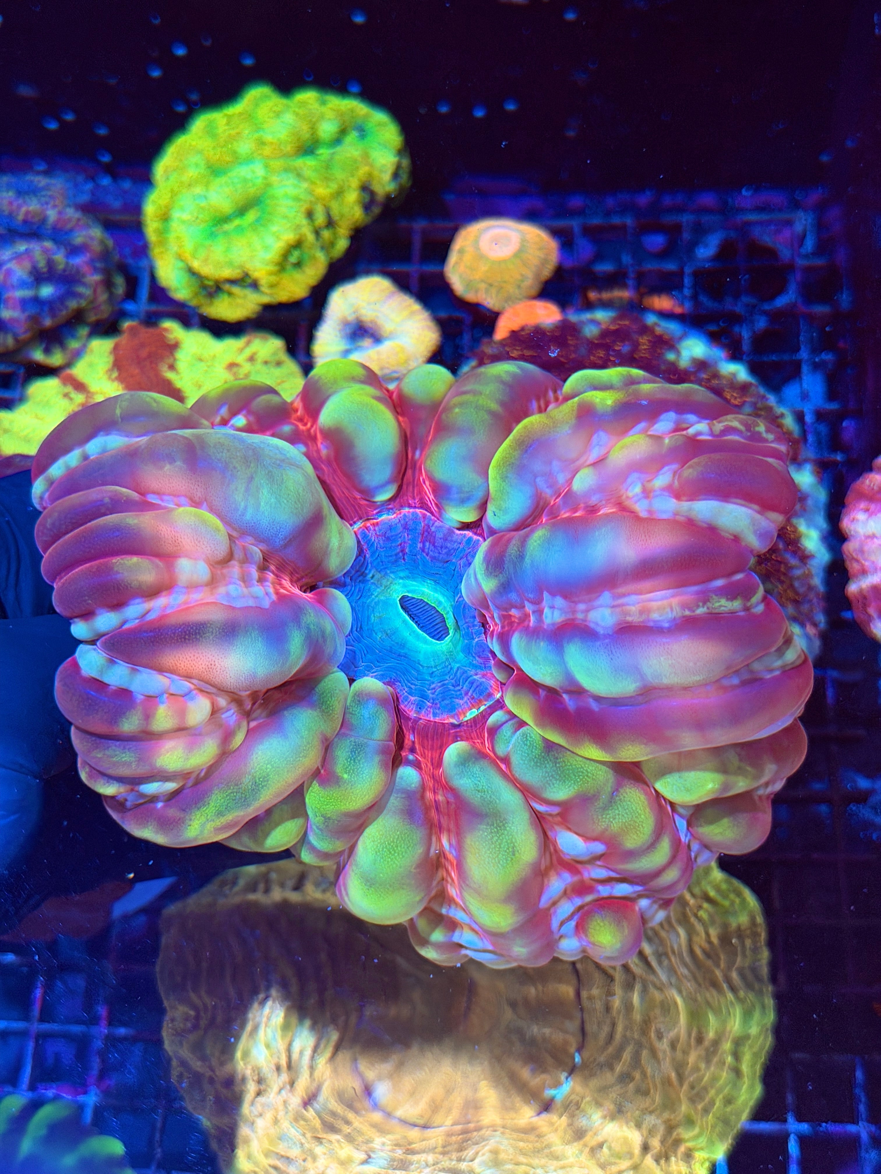 Insane Rainbow Indophyllia Meat Coral XXXL Show Piece