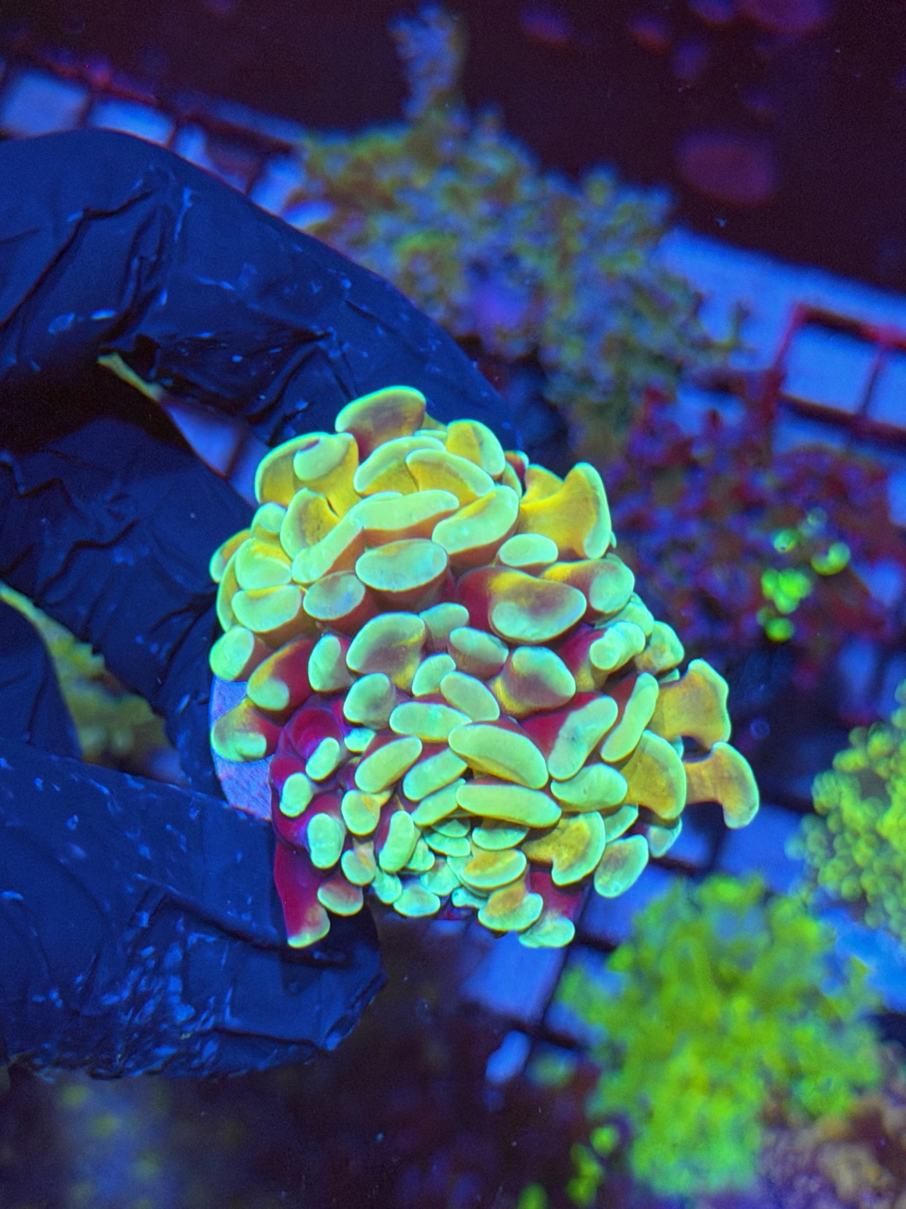 JEA Kaleidoscope Hammer Coral 2 XL Heads Splitting 4/24