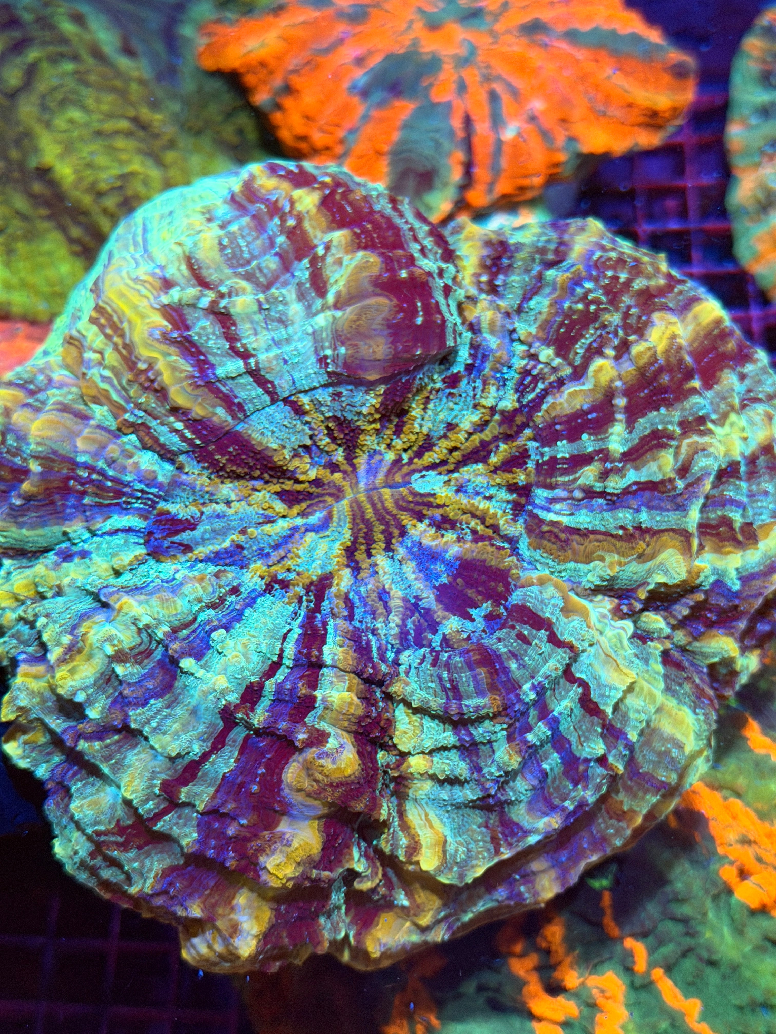 Insane Striped Rainbow Acanthophyllia Meat Coral XXL Show Size 2/24