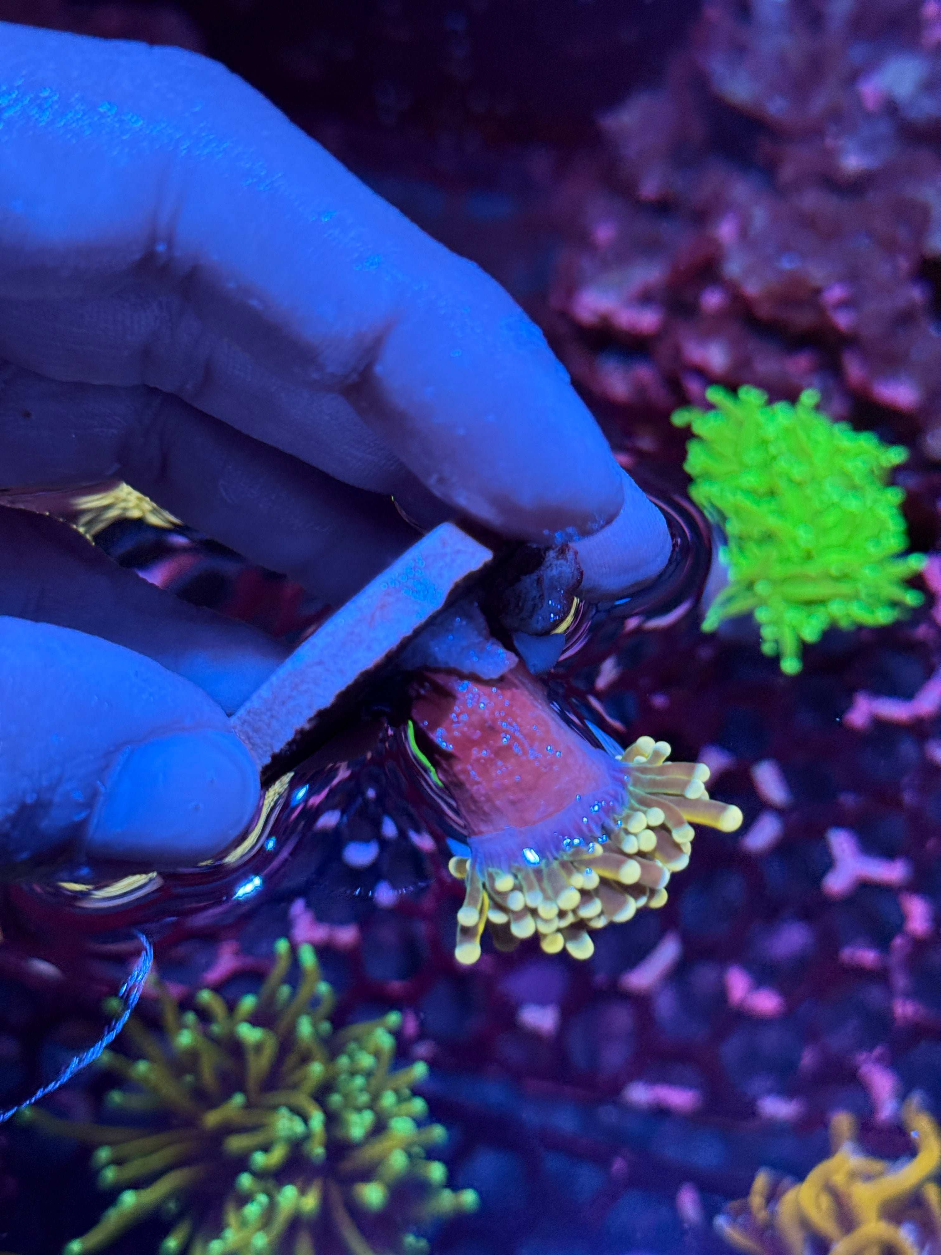 JEA Banana Peel Torch Coral 1 Head 10/12