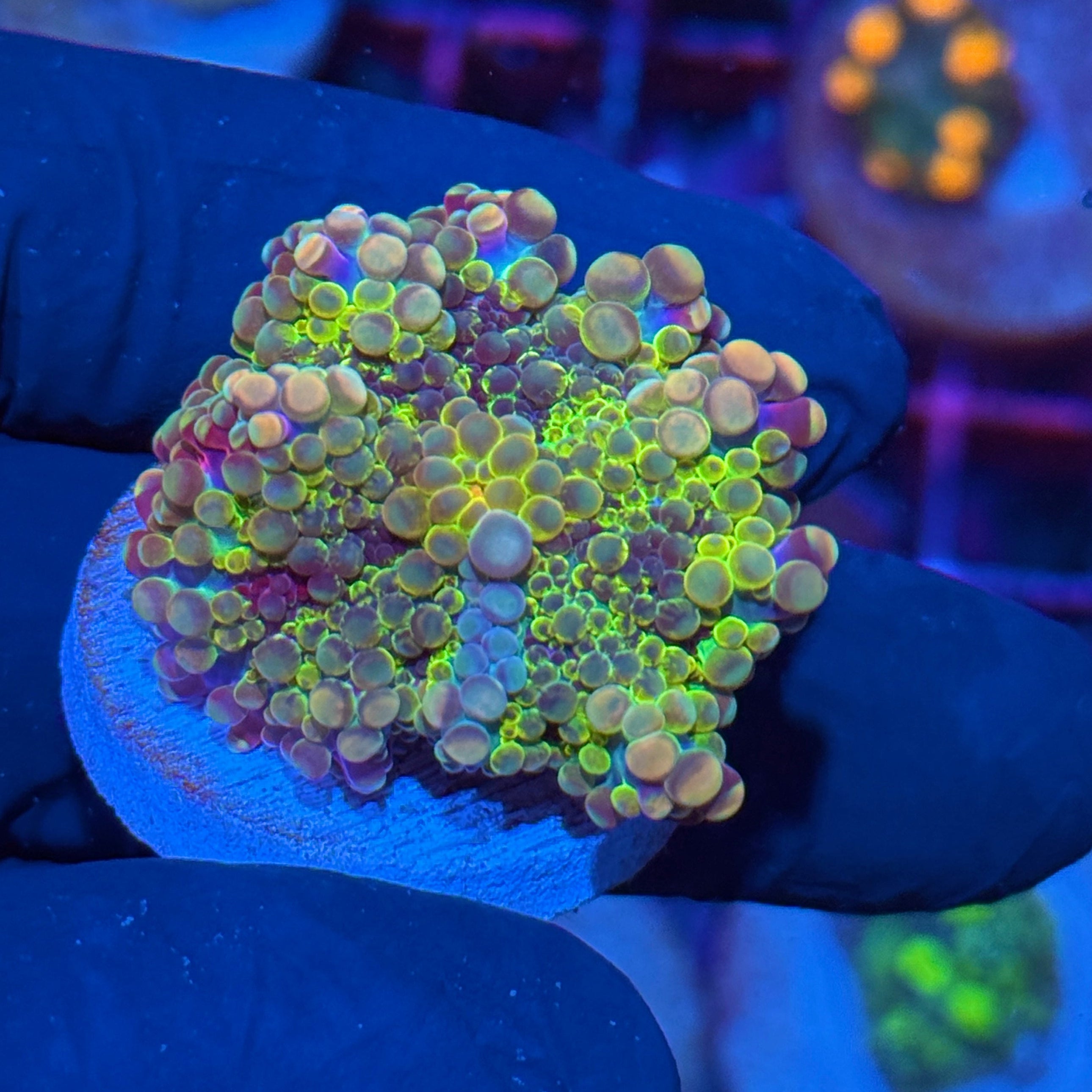 JEA Rainbow Confetti Yuma Mushroom Coral 10/12