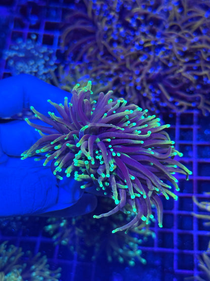 Jay's Exotic Coral Auctions