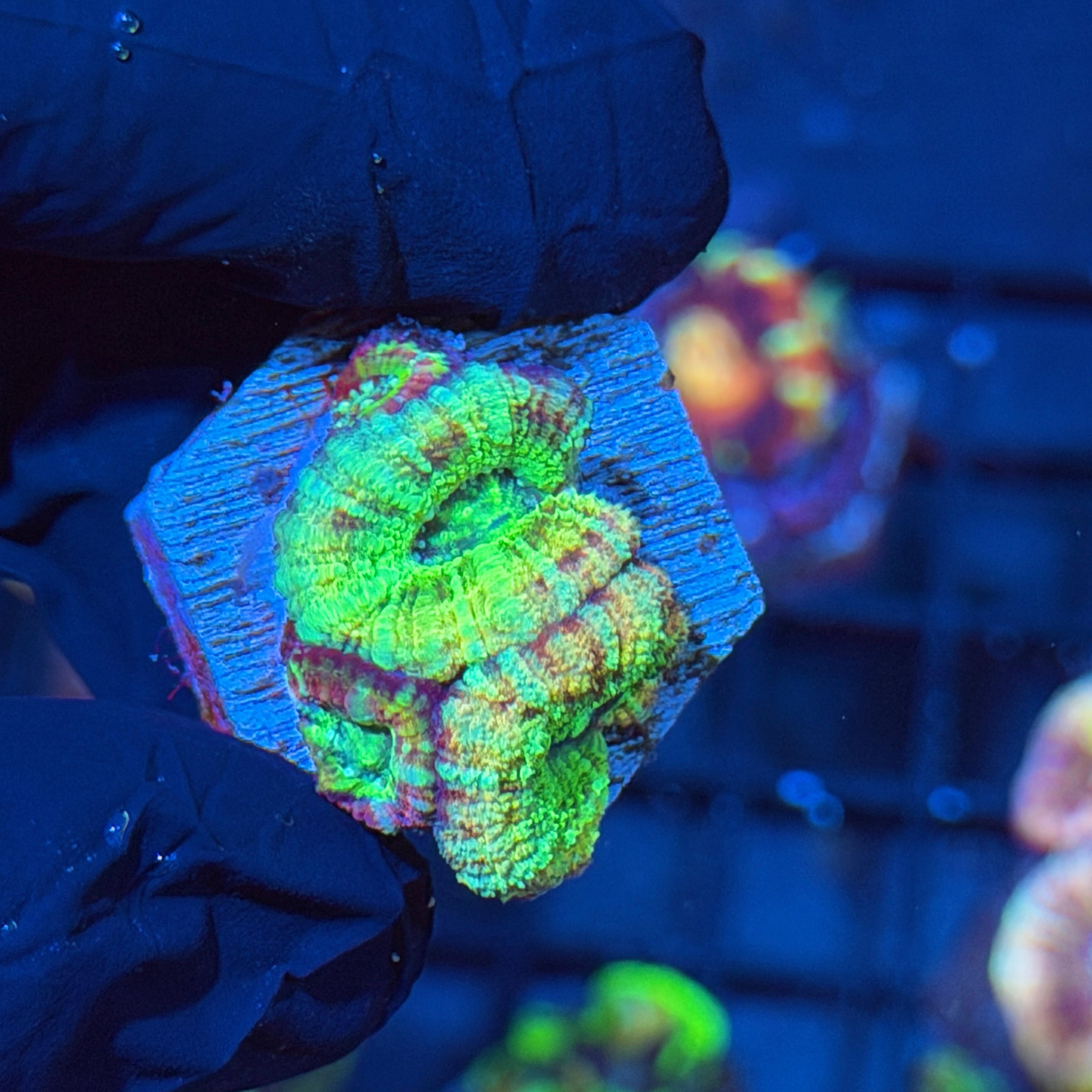 Jay's Exotic Corals