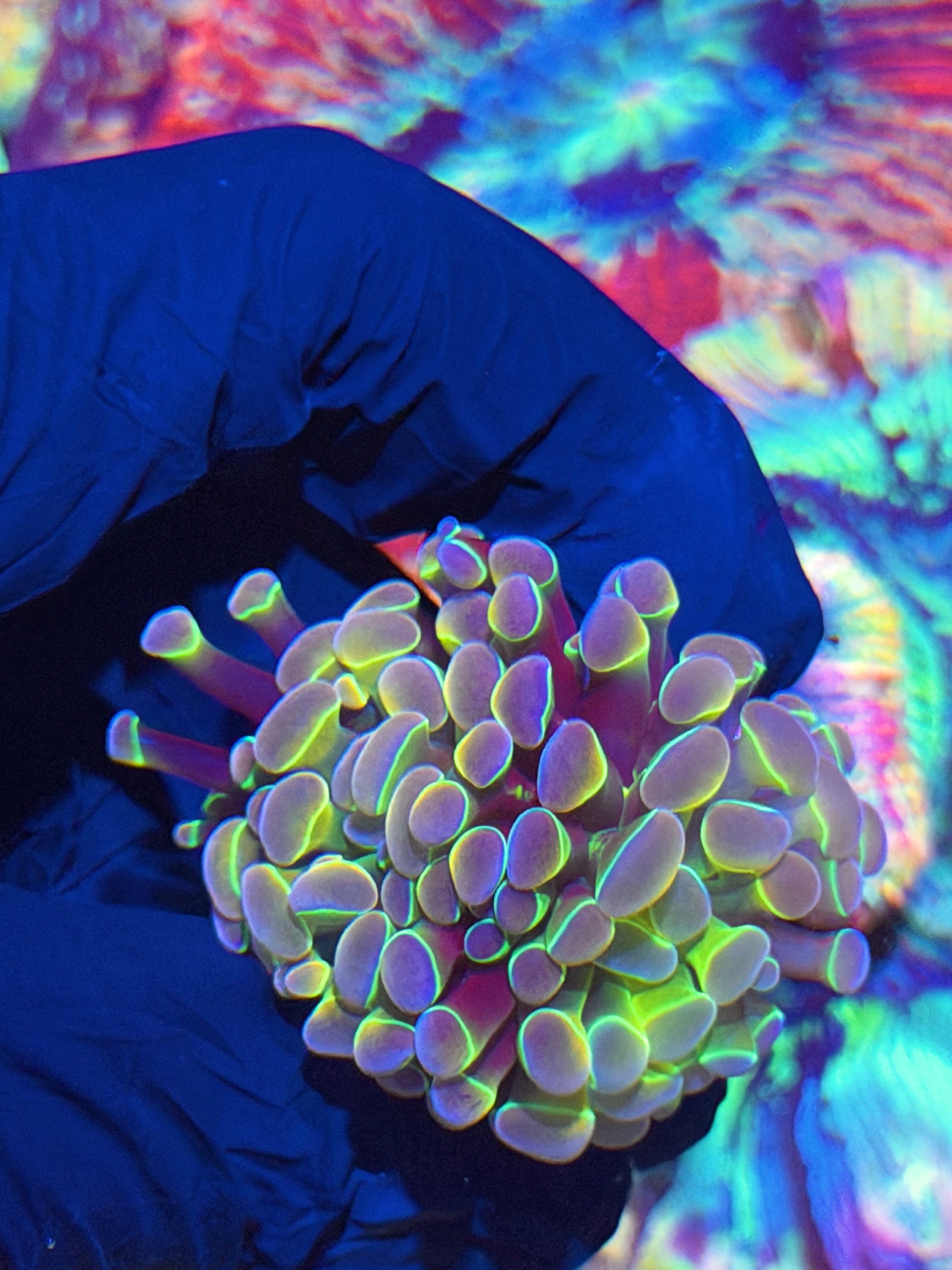 JEA Rainbow Dreams Hammer Coral 2 Heads Splitting XL