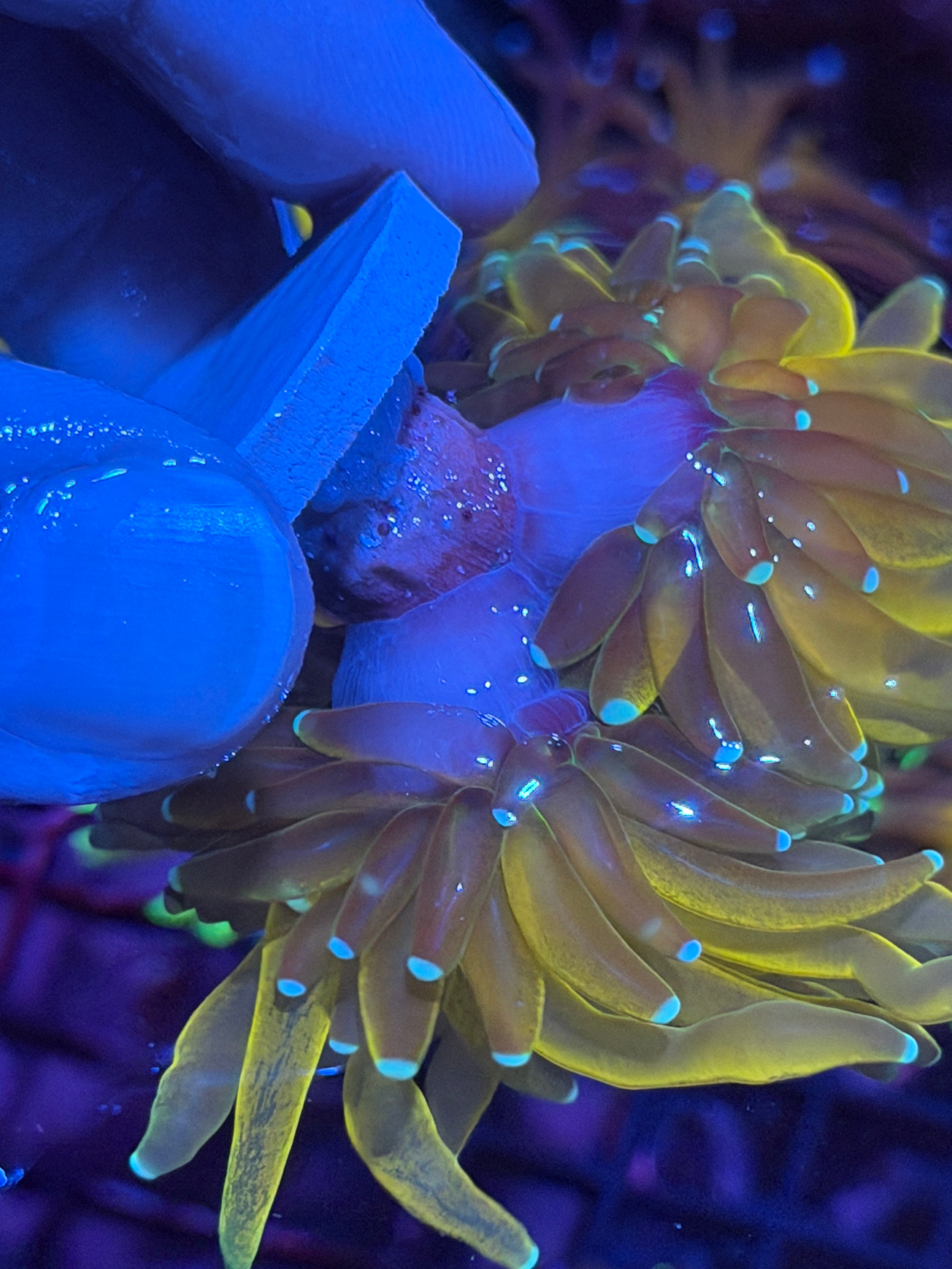 JEA Reverse Tiger Torch Coral XXL 2 Heads Show Piece  12/1