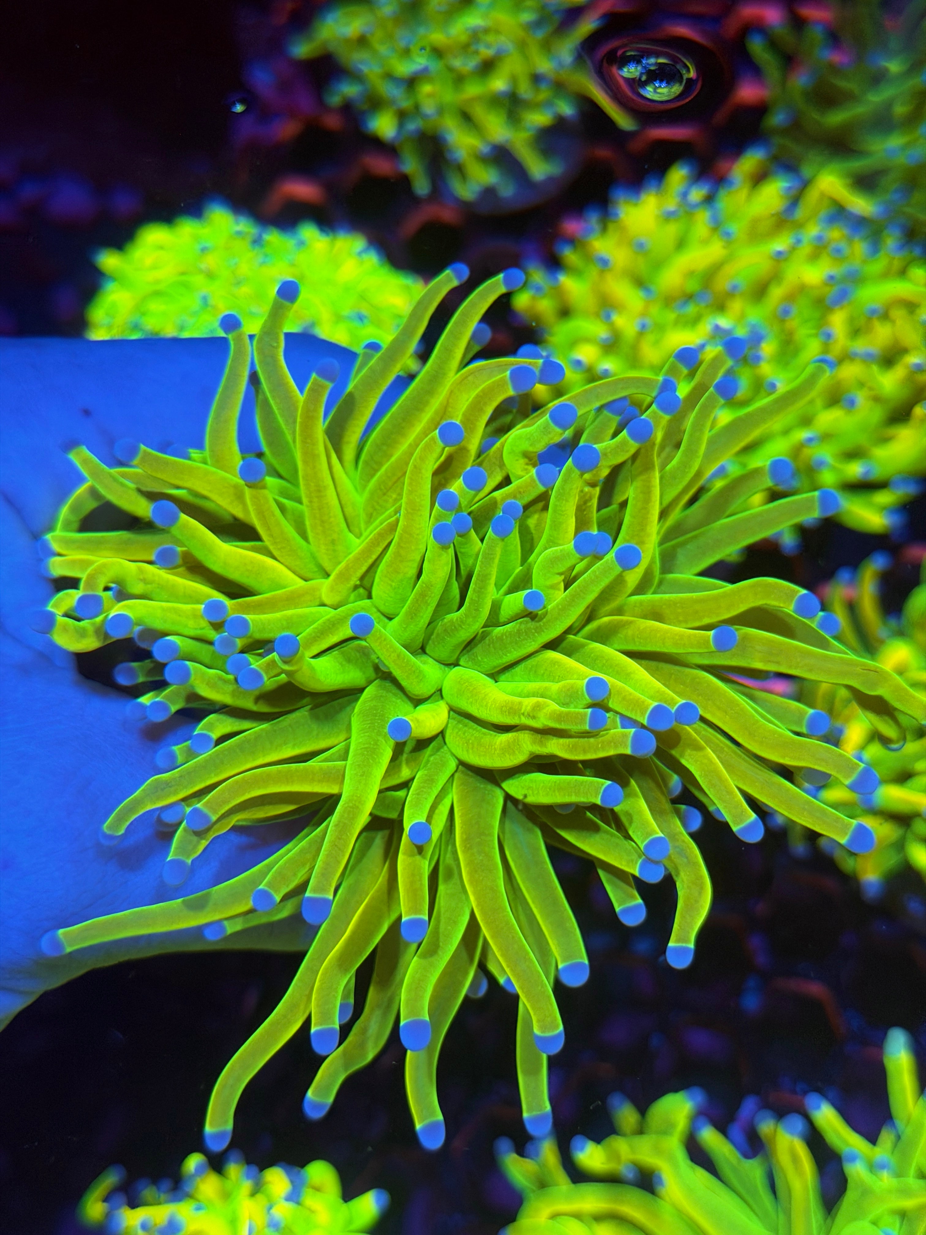 JEA Holy Grail Torch Coral Cluster Splitting 3 Ways XXL 11/28