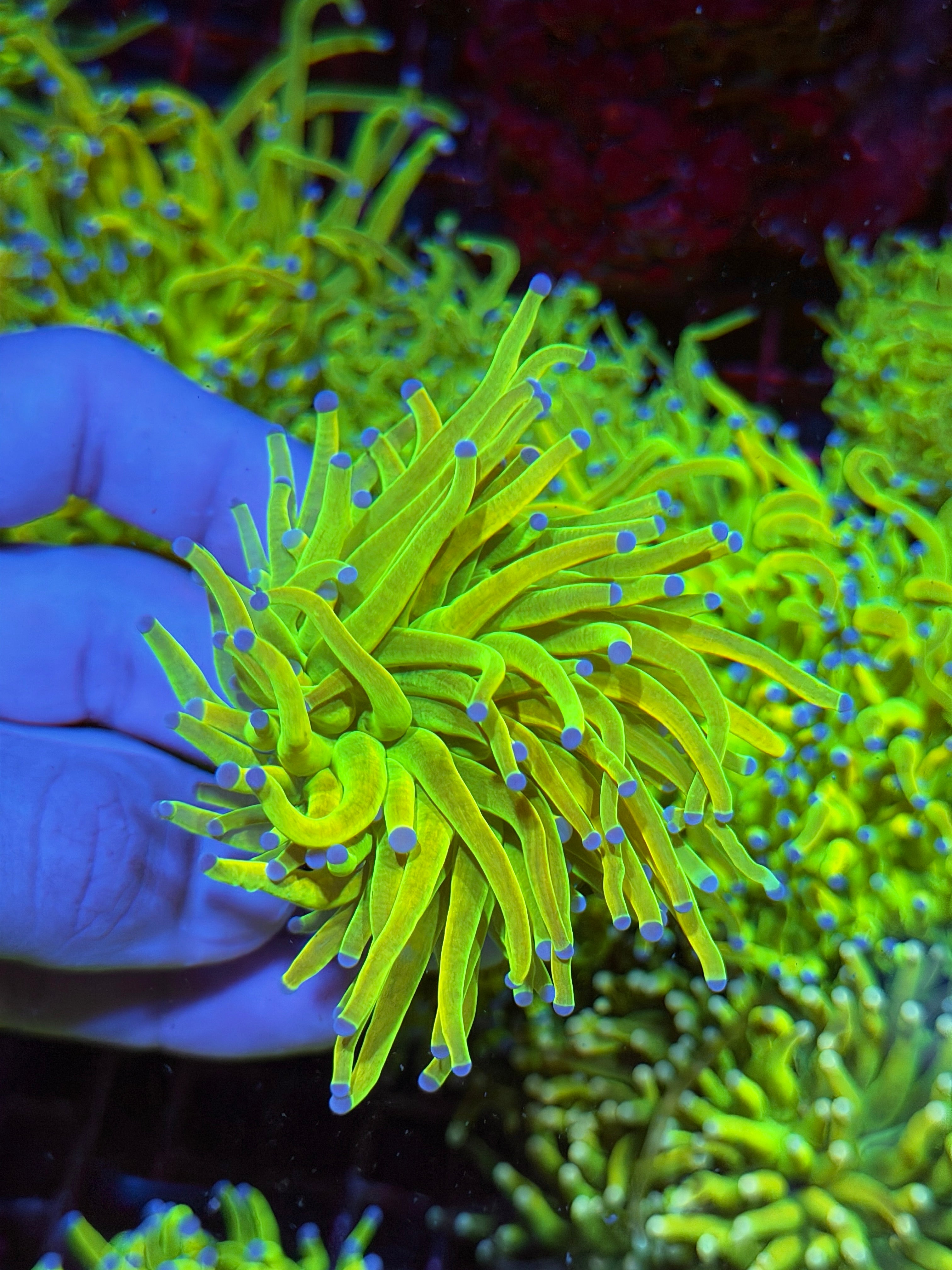 JEA Holy Grail Torch Coral 1 XXL Head 3/3