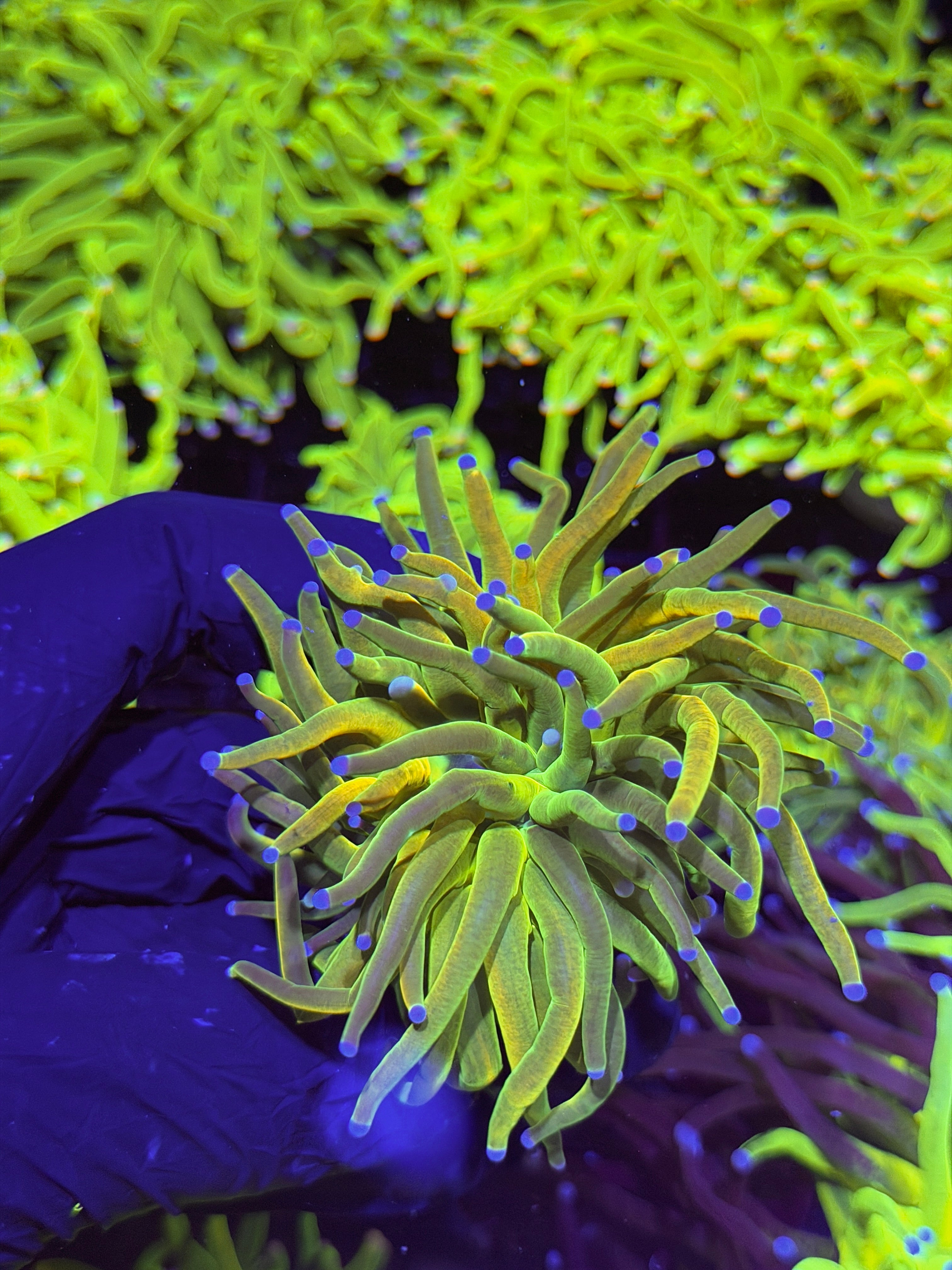 JEA Yellow Holy Grail Torch Coral 1 XL Head