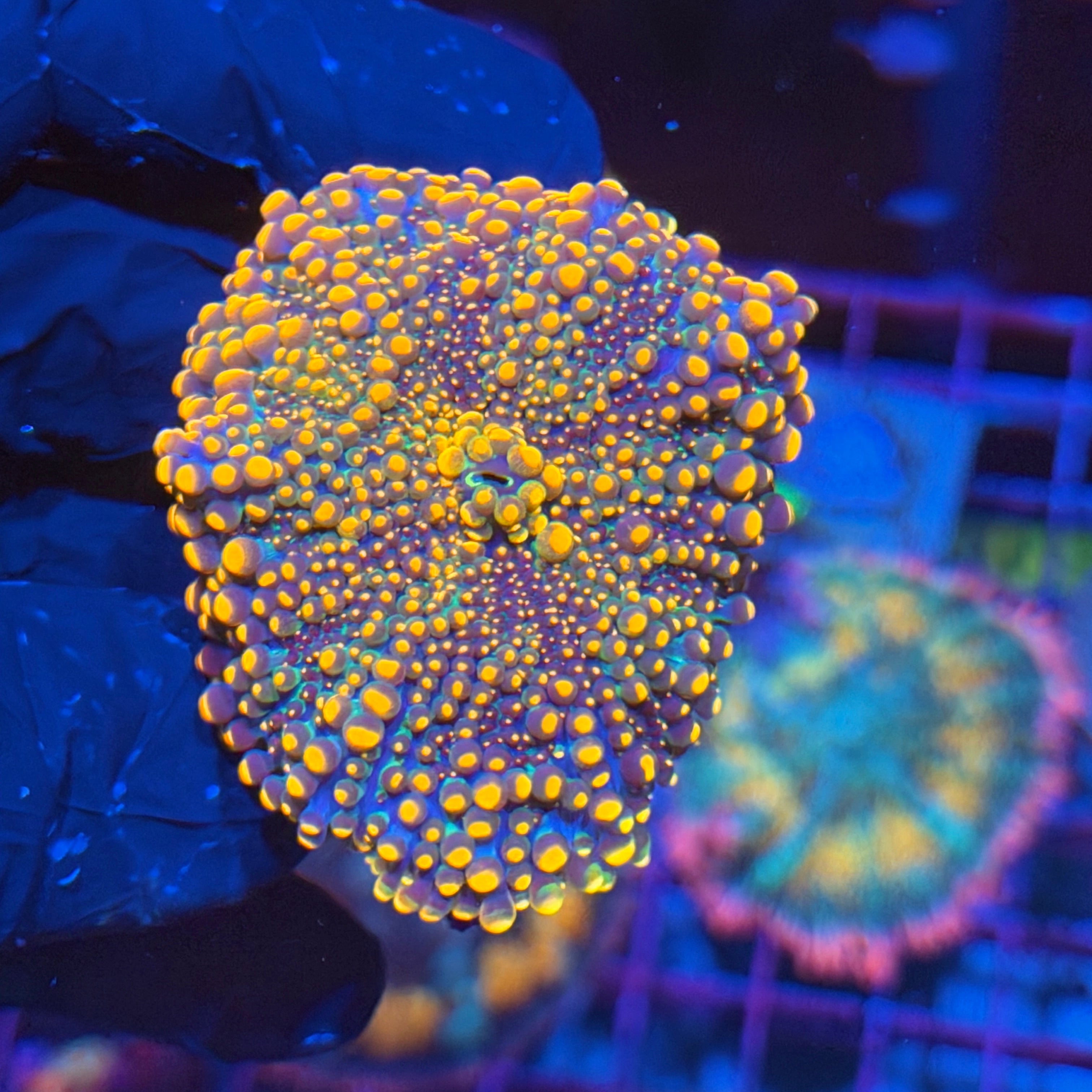 JEA King Kong Yuma Mushroom Coral XXL 6/3