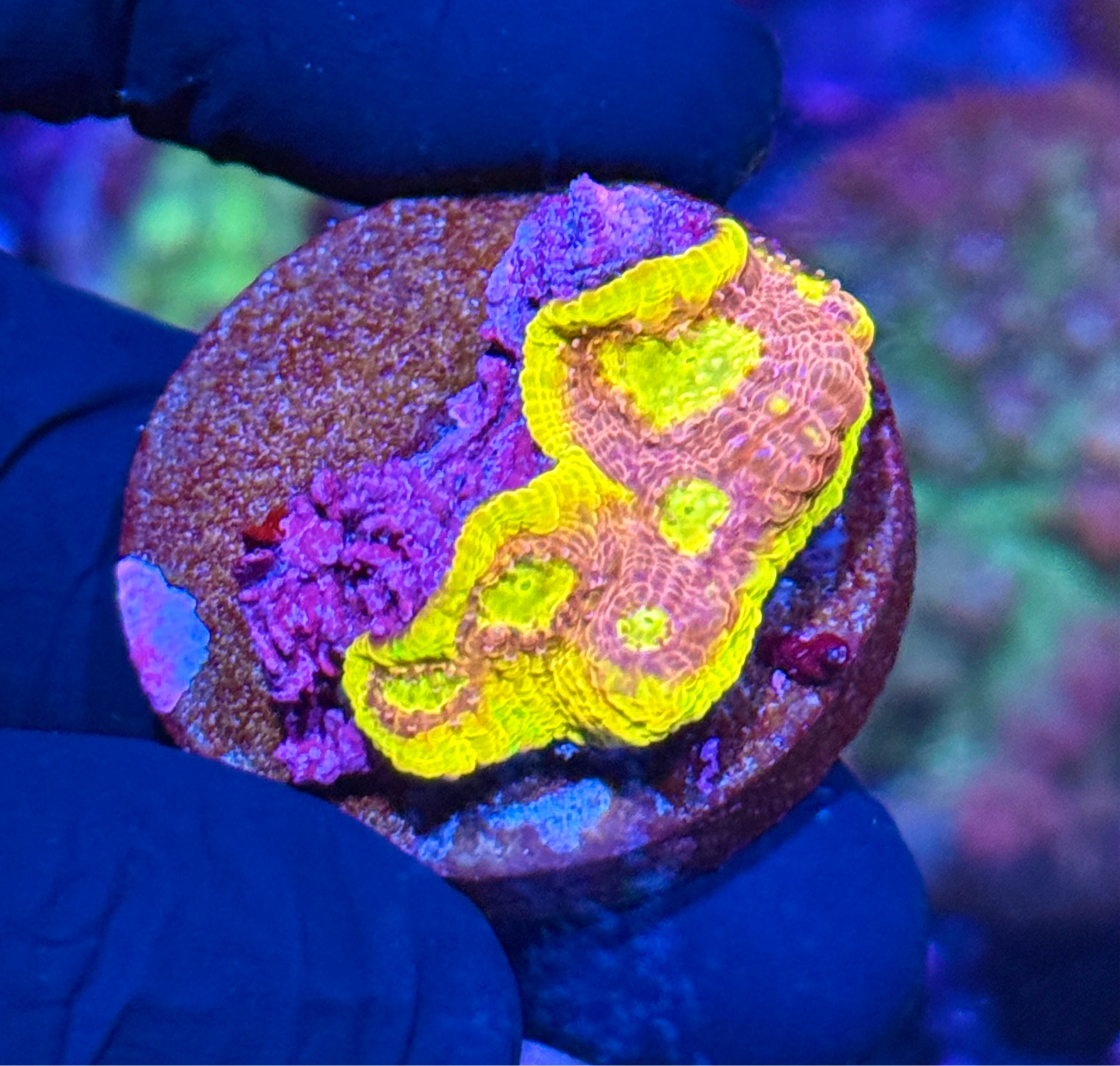 JEA Flaming Bugatti Chalice Coral