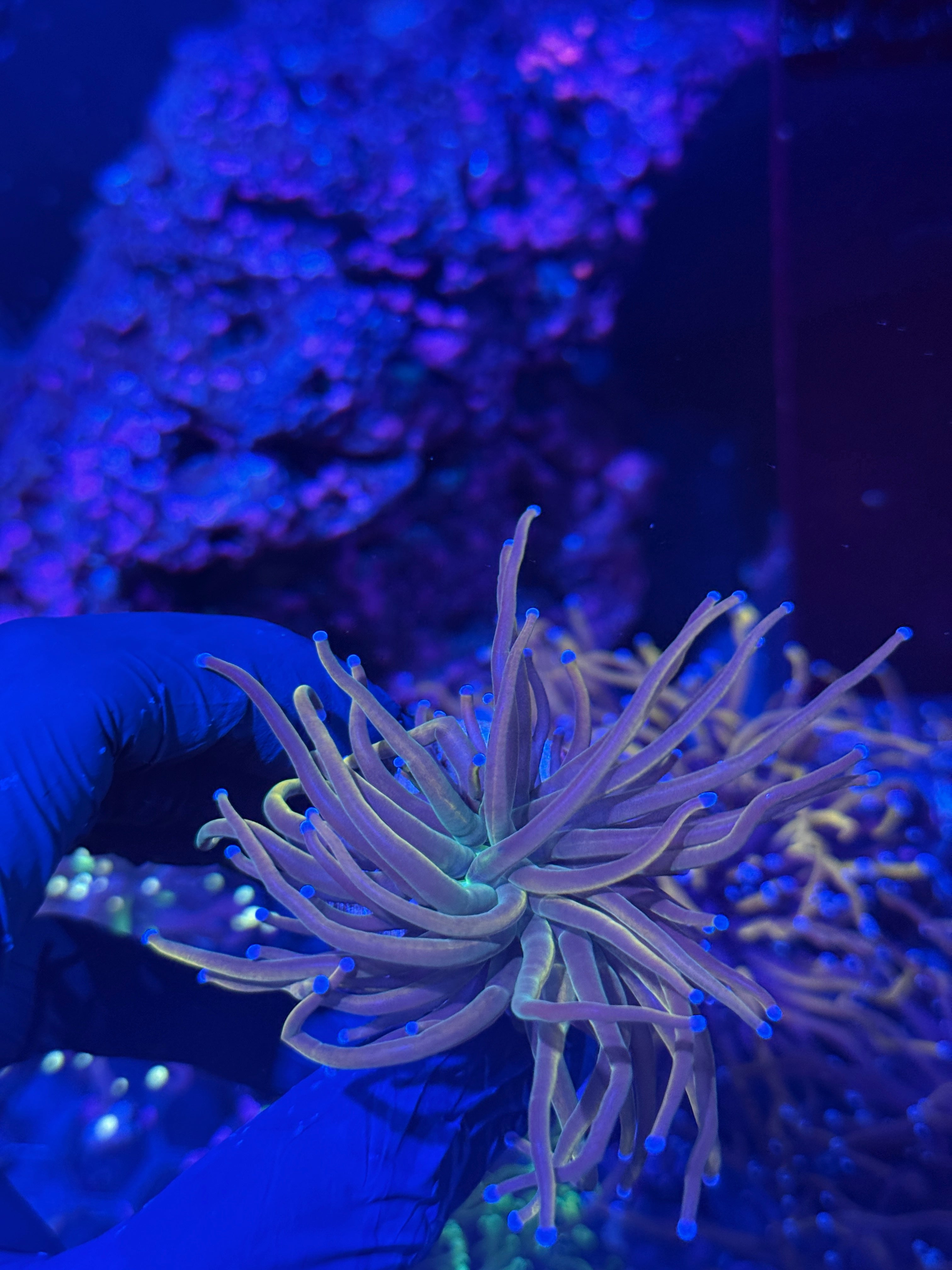JEA Dragon Tamer Torch Coral 1 Head