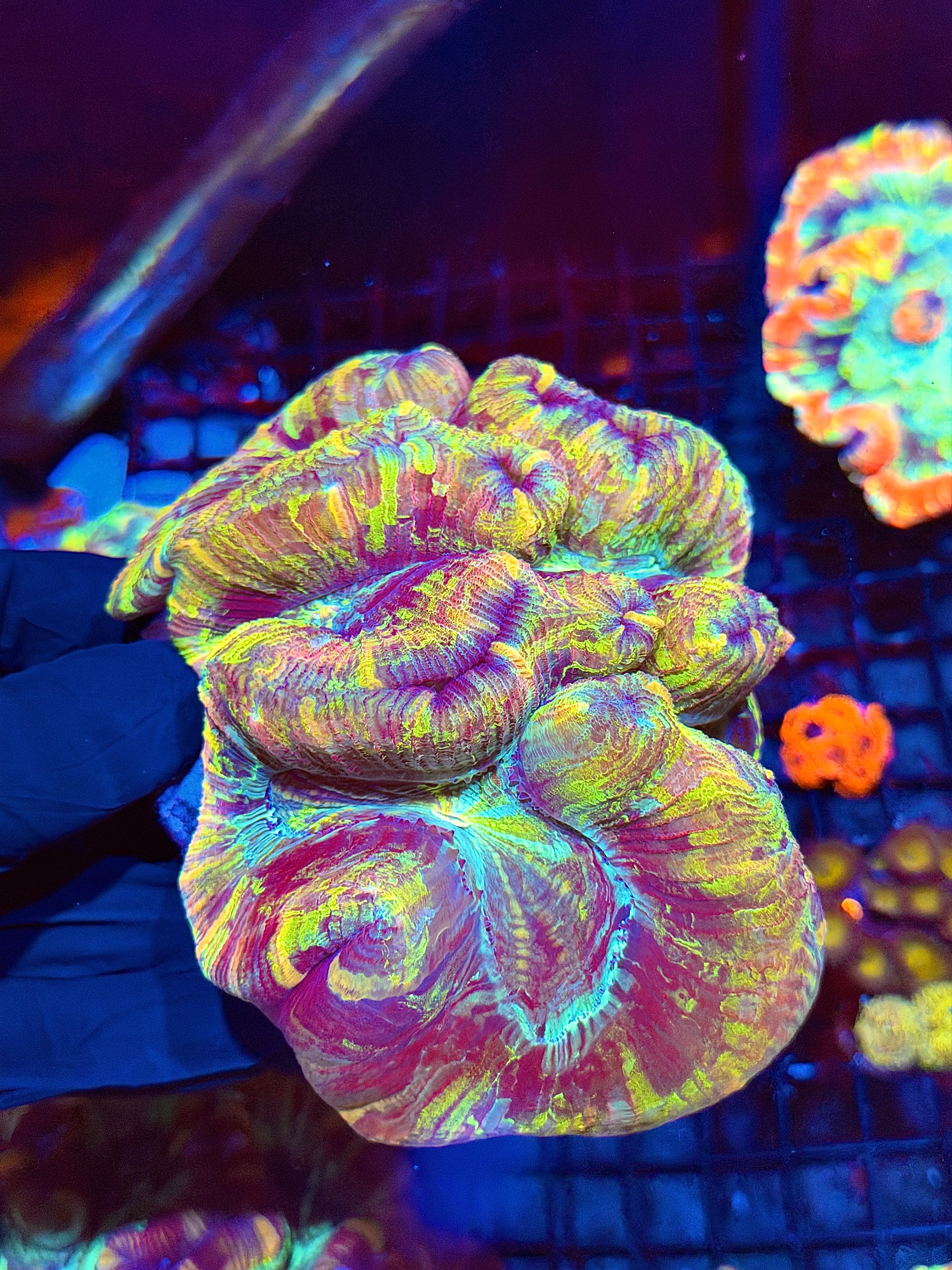 Rainbow Tie Dye Trachyphyllia Meat Coral XXL Show Piece