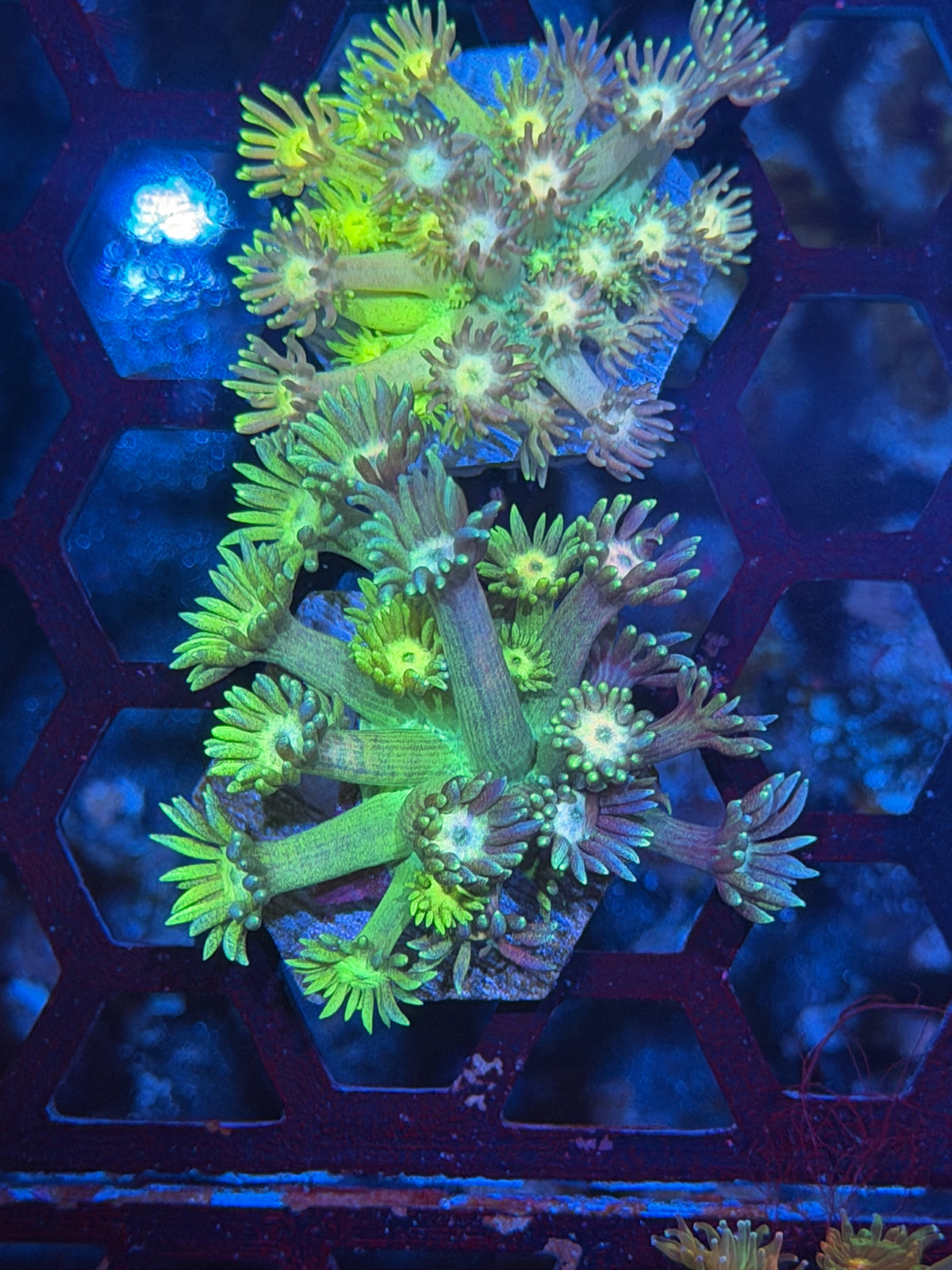 JEA Two Face Grafted Goniopora Coral 9/28