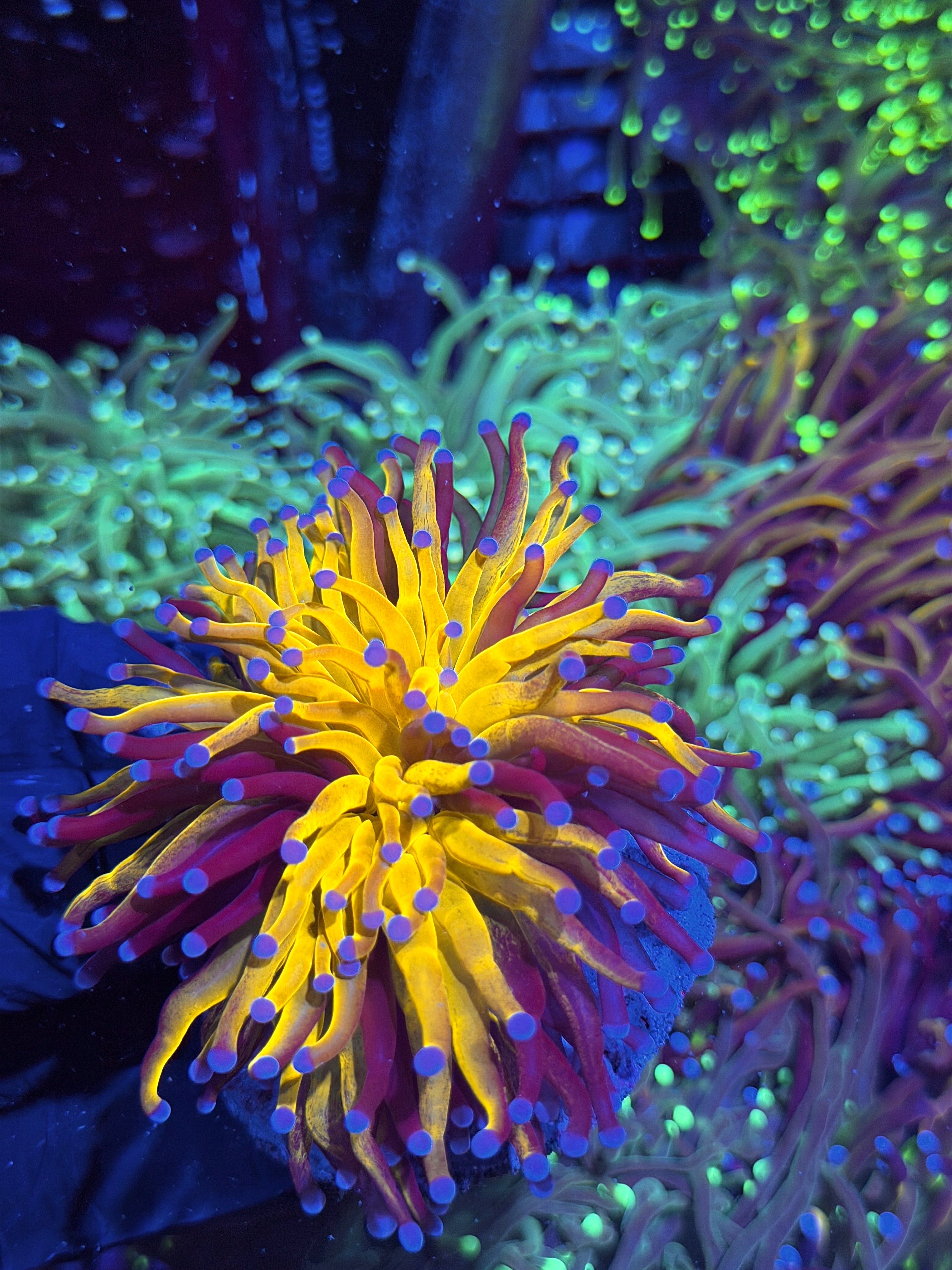 JEA Grafted Orange Tiger Torch Coral 1 XXL Head