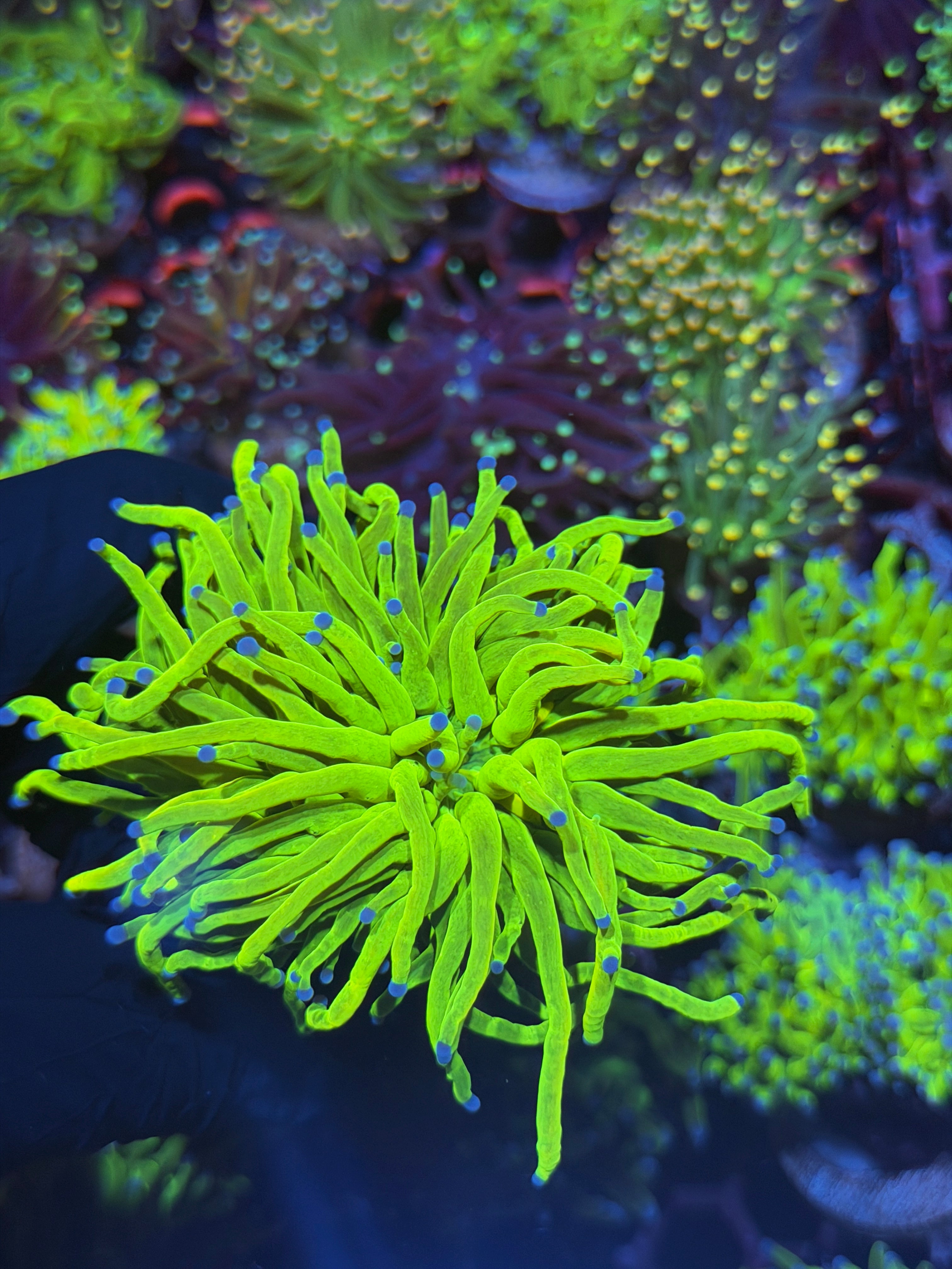 JEA 24K Holy Grail Torch Coral 1 XL Head Splitting 8/1
