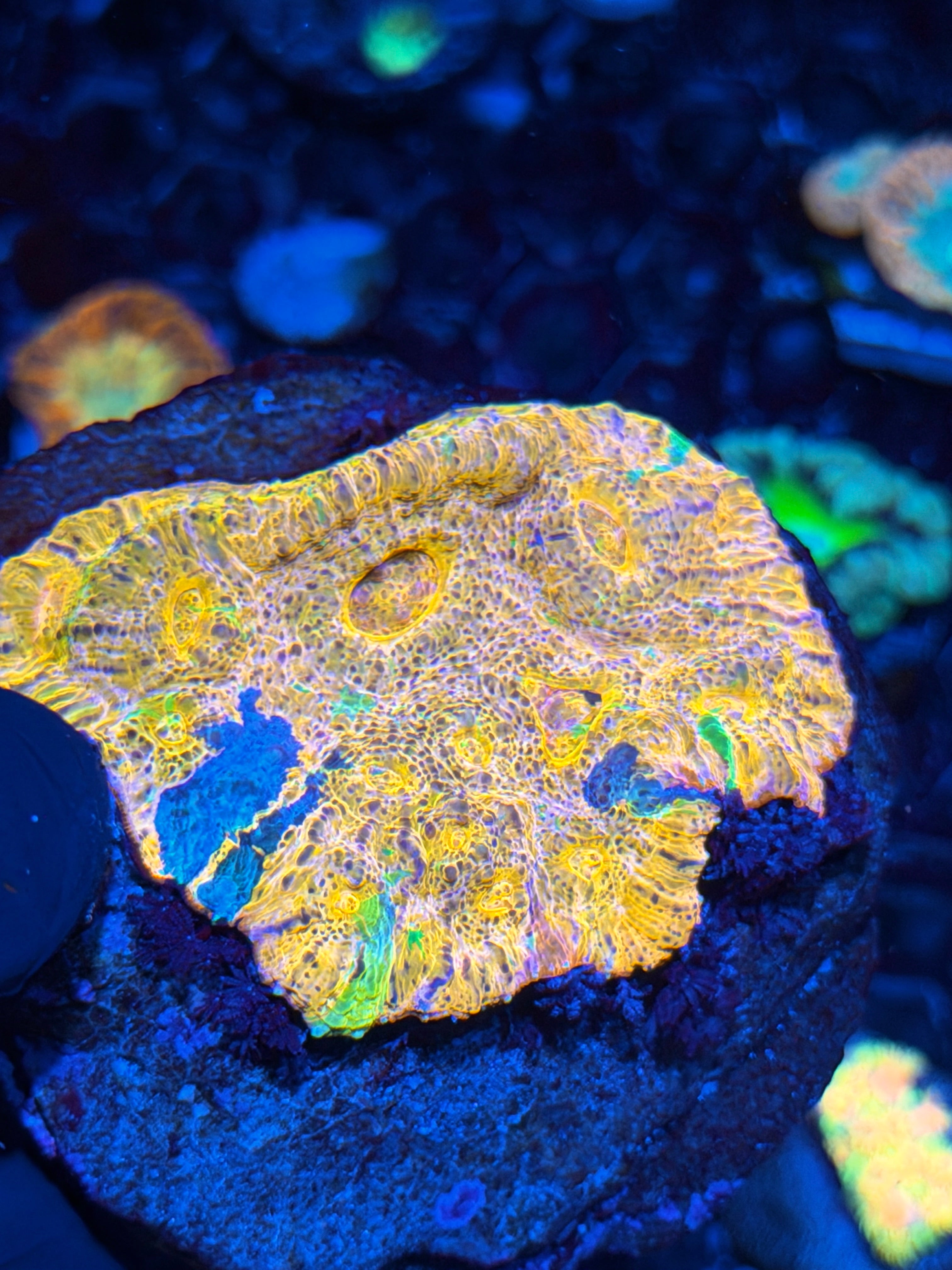 Rainbow Chalice Colony Insane Colors XXL 6/4