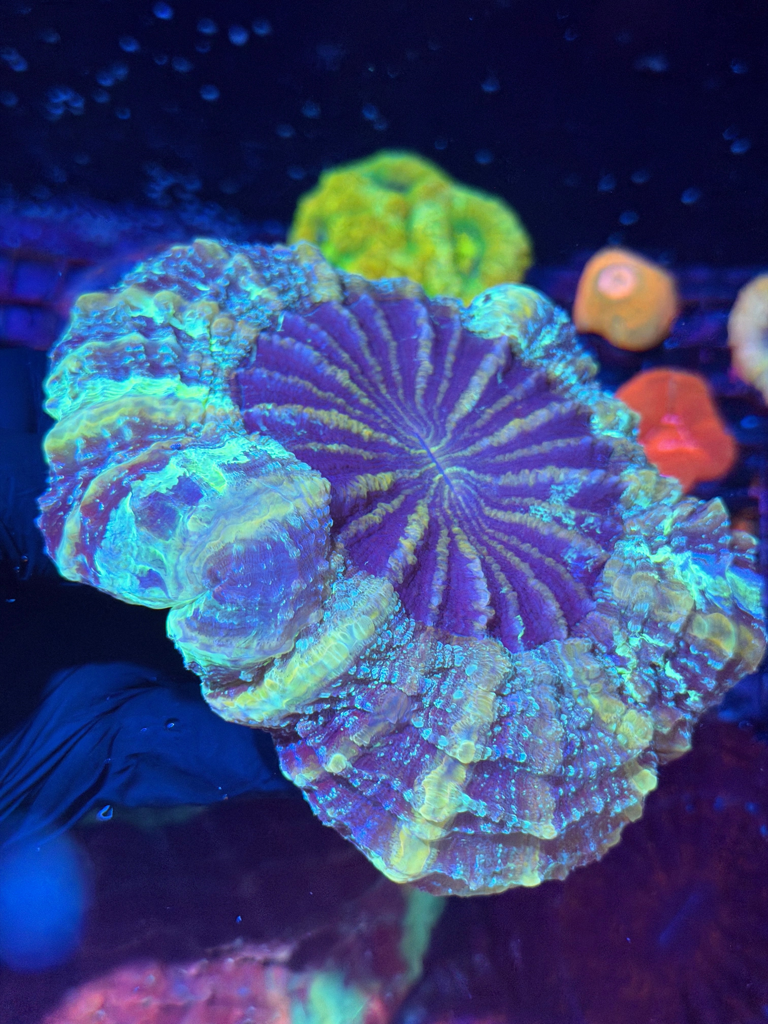 Galaxy Glitter Acanthophyllia Meat Coral XL