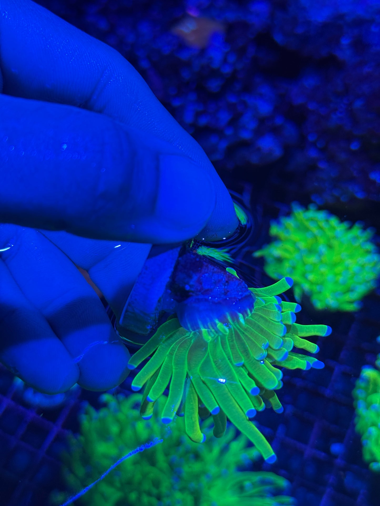 JEA Malaysian Holy Grail Torch Coral 1 Head BRIGHT