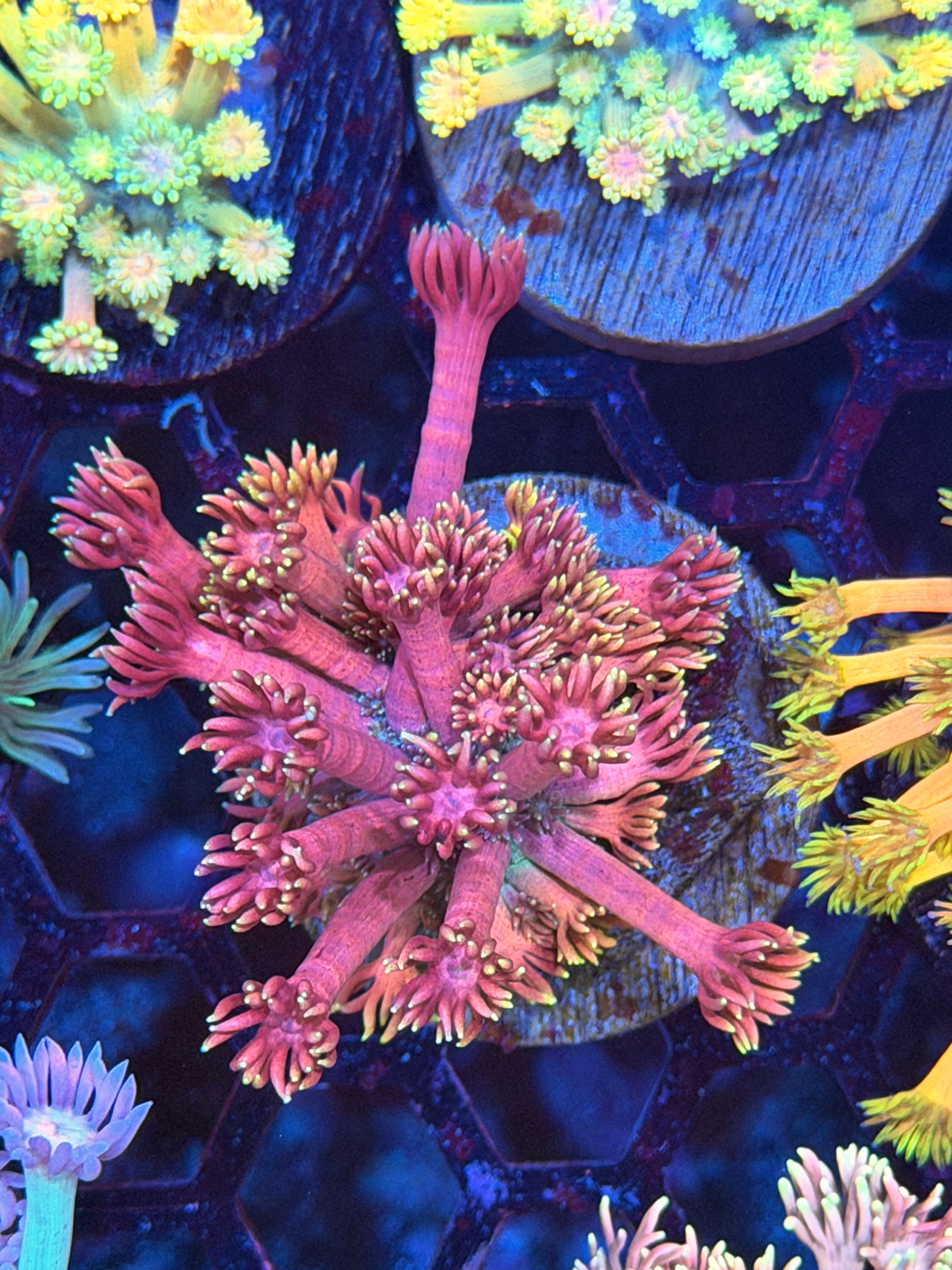 JEA Magneto Goniopora Coral 3/16