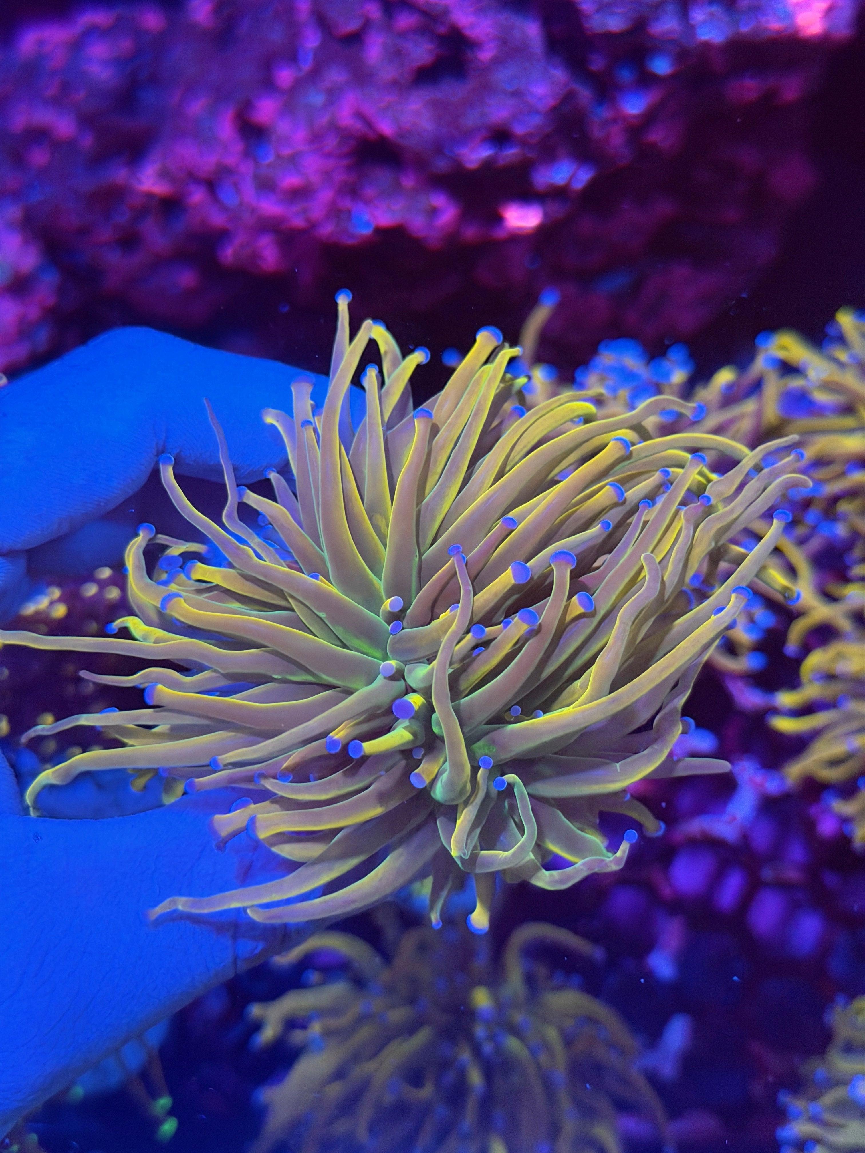 JEA Dragon Tamer Torch Coral 3 Heads Splitting XL 12/1