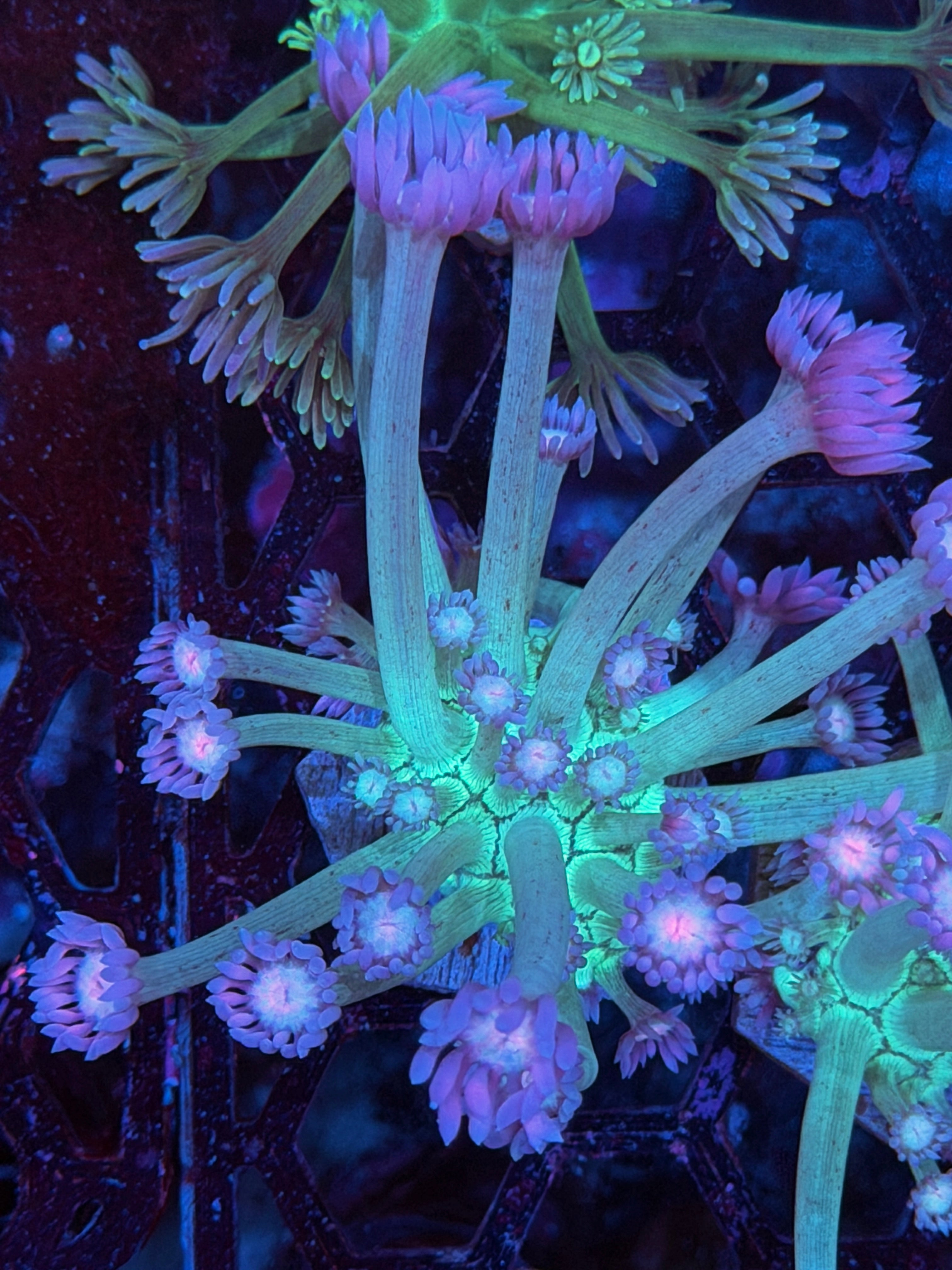 JEA Ghostbusters Goniopora Coral *New Release* 3/17