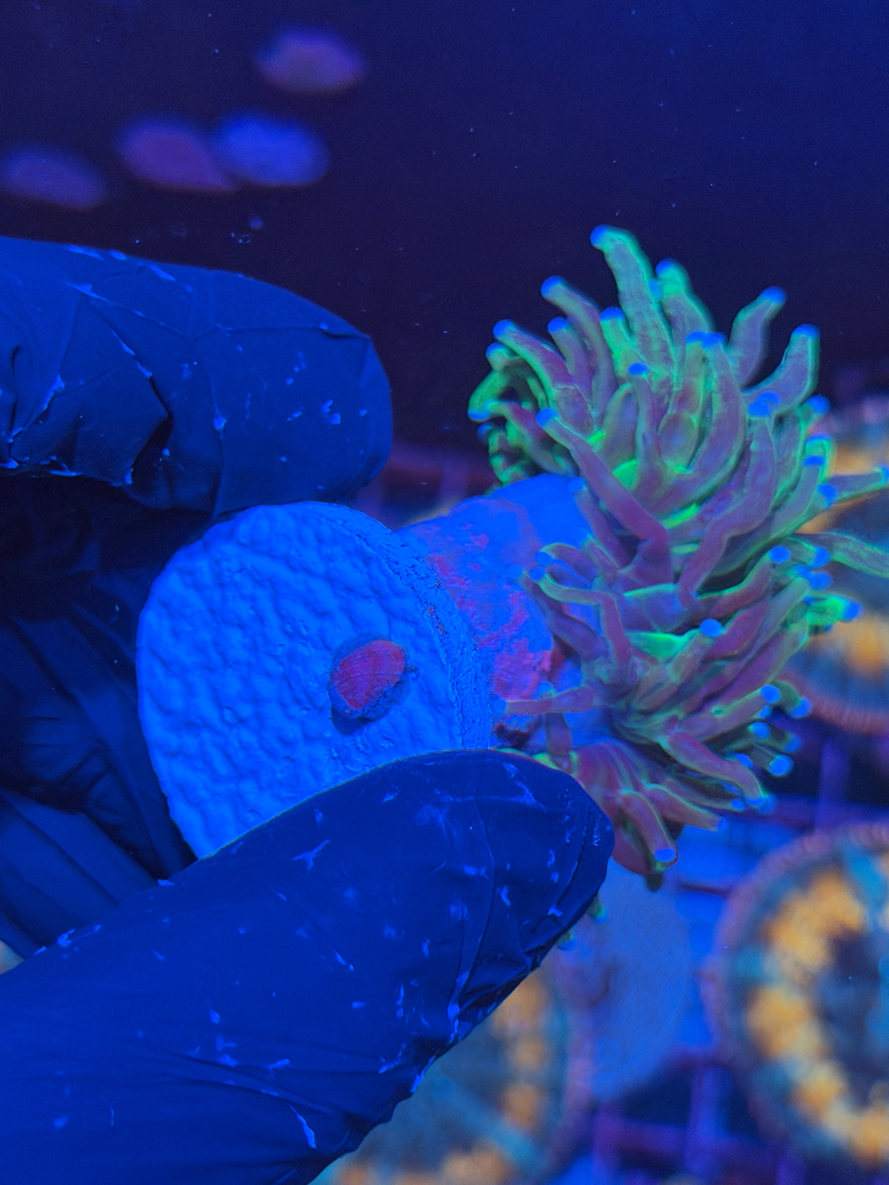 JEA Grafted Holy Grail Torch Coral 1 XXL Head 6/3
