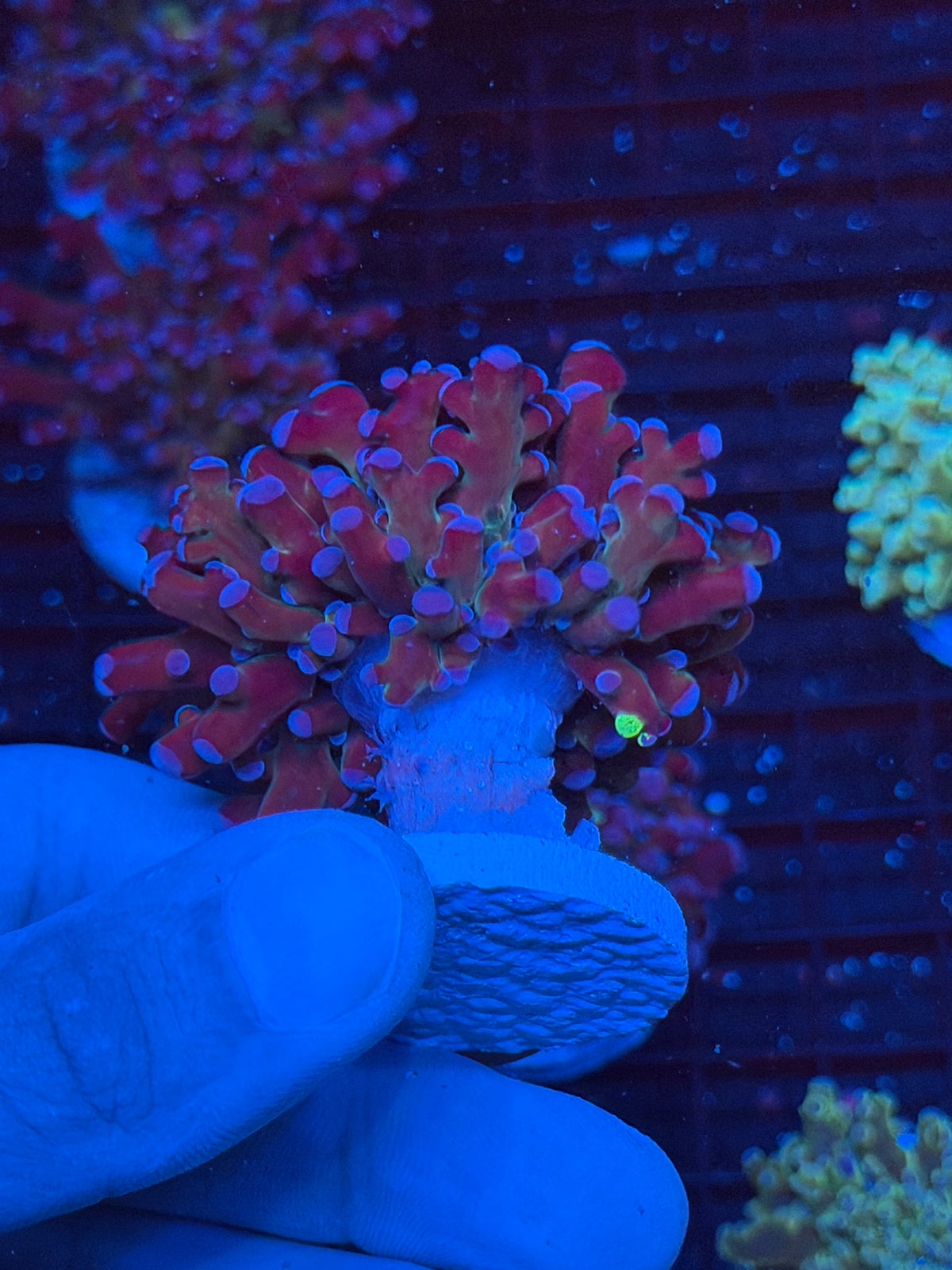 JEA Grafted Mardi Gras Frogspawn Coral 1 XL Head 9/21