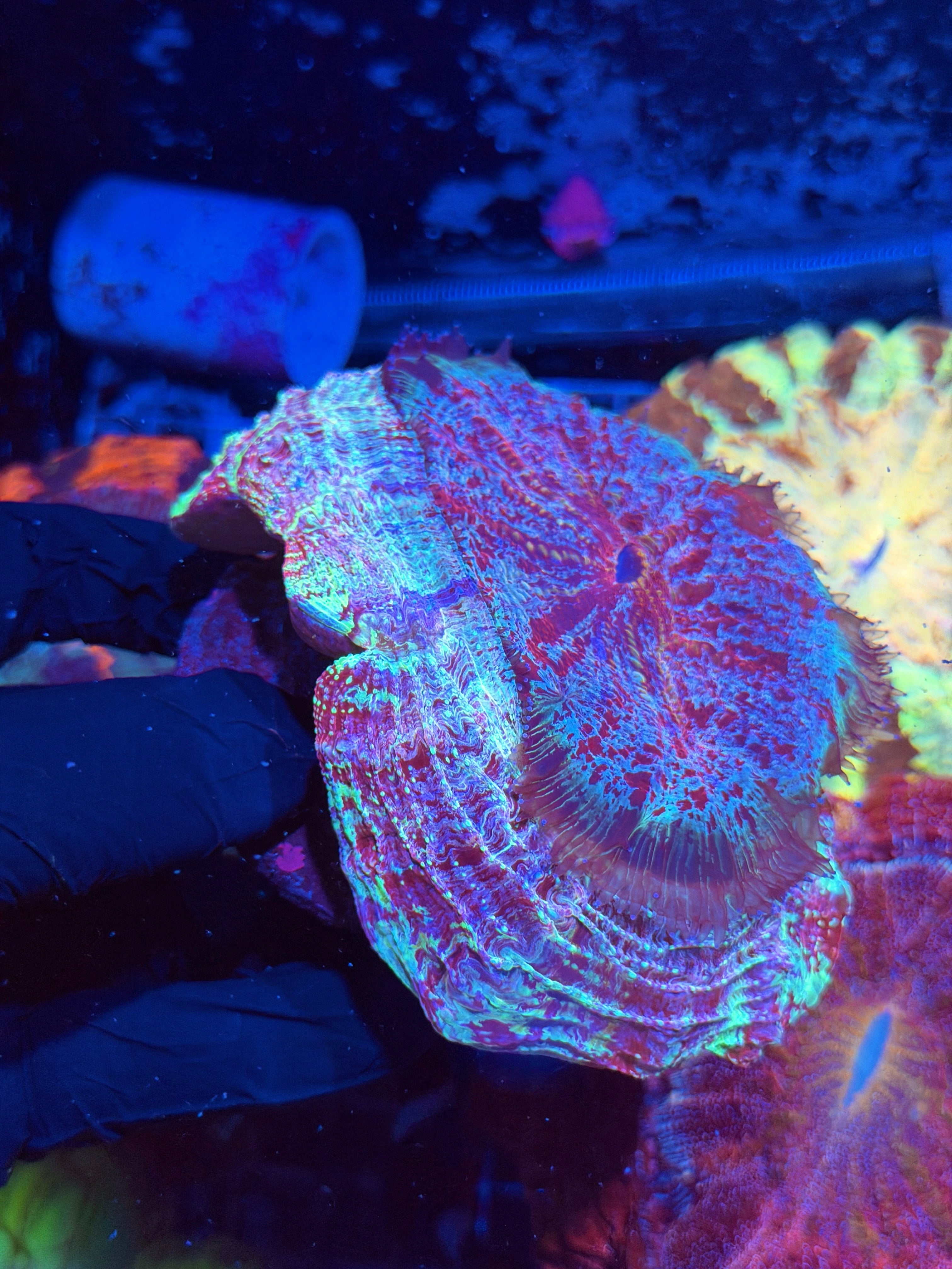 Multicolor Splatter Acanthophyllia Meat Coral XL