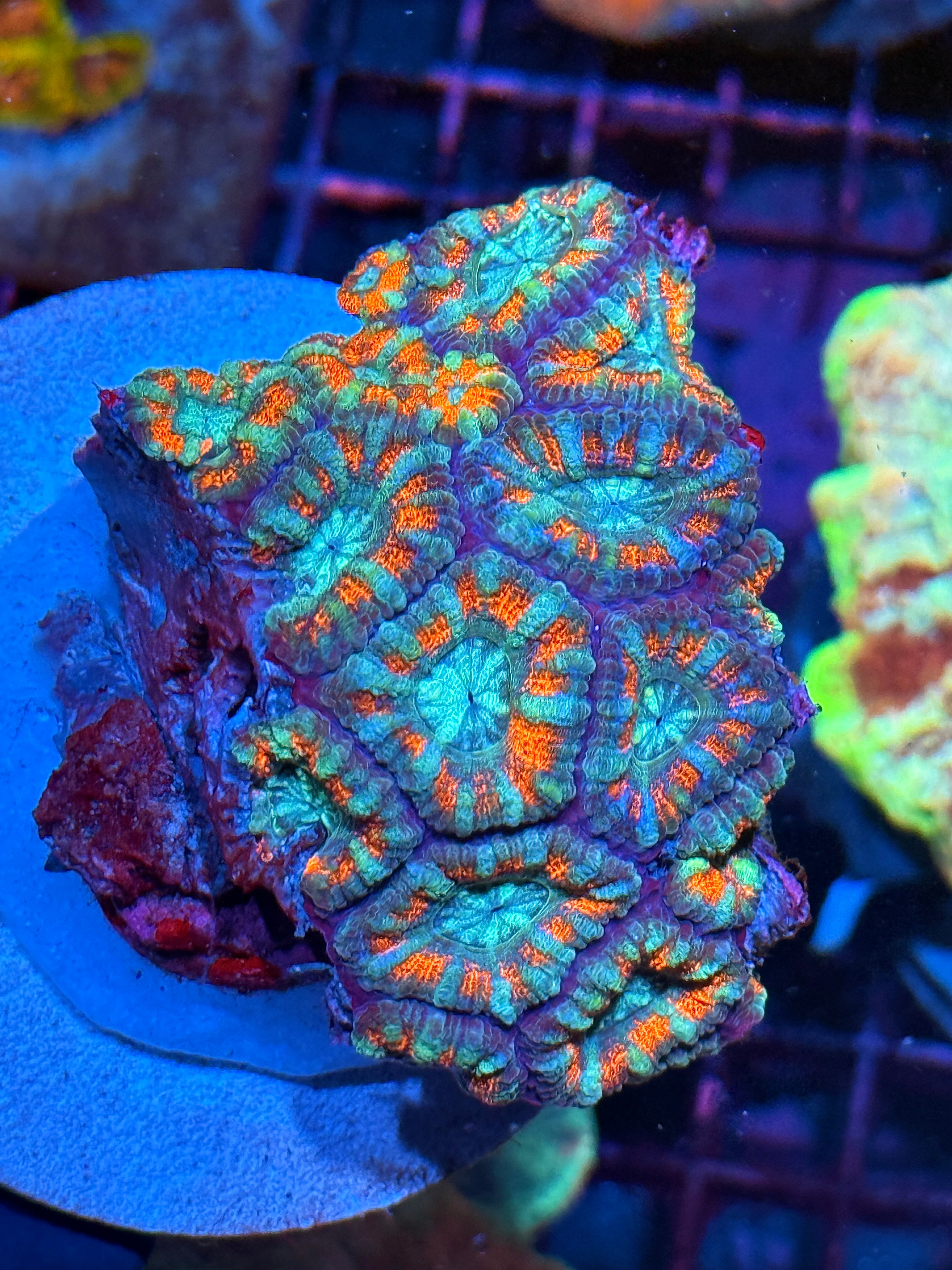 JEA Fire & Ice Asian Acans Colony XXL 15+ Fat Heads