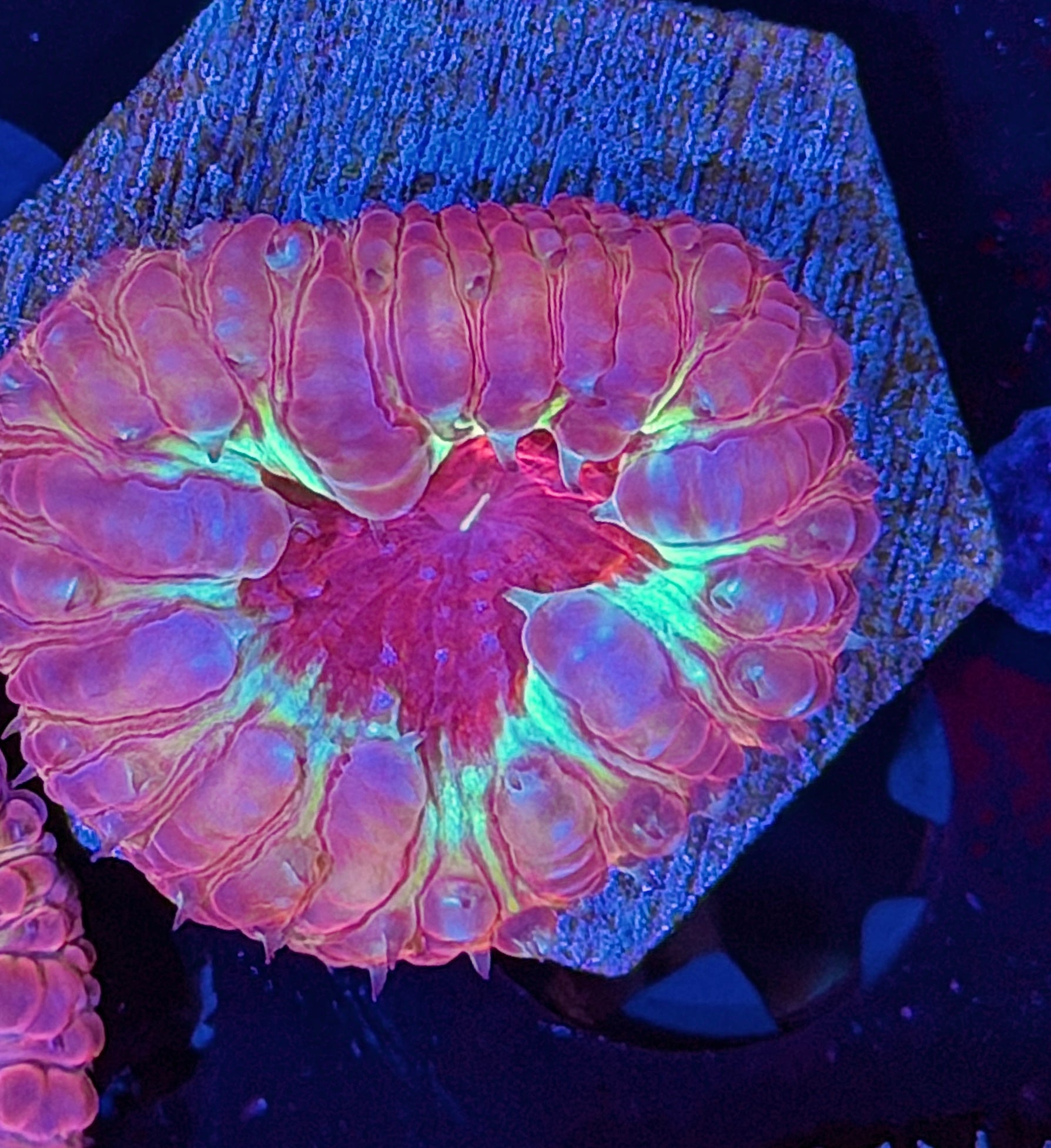 JEA Dante’s Inferno Blastomussa Coral 1 XL Head *New Release*
