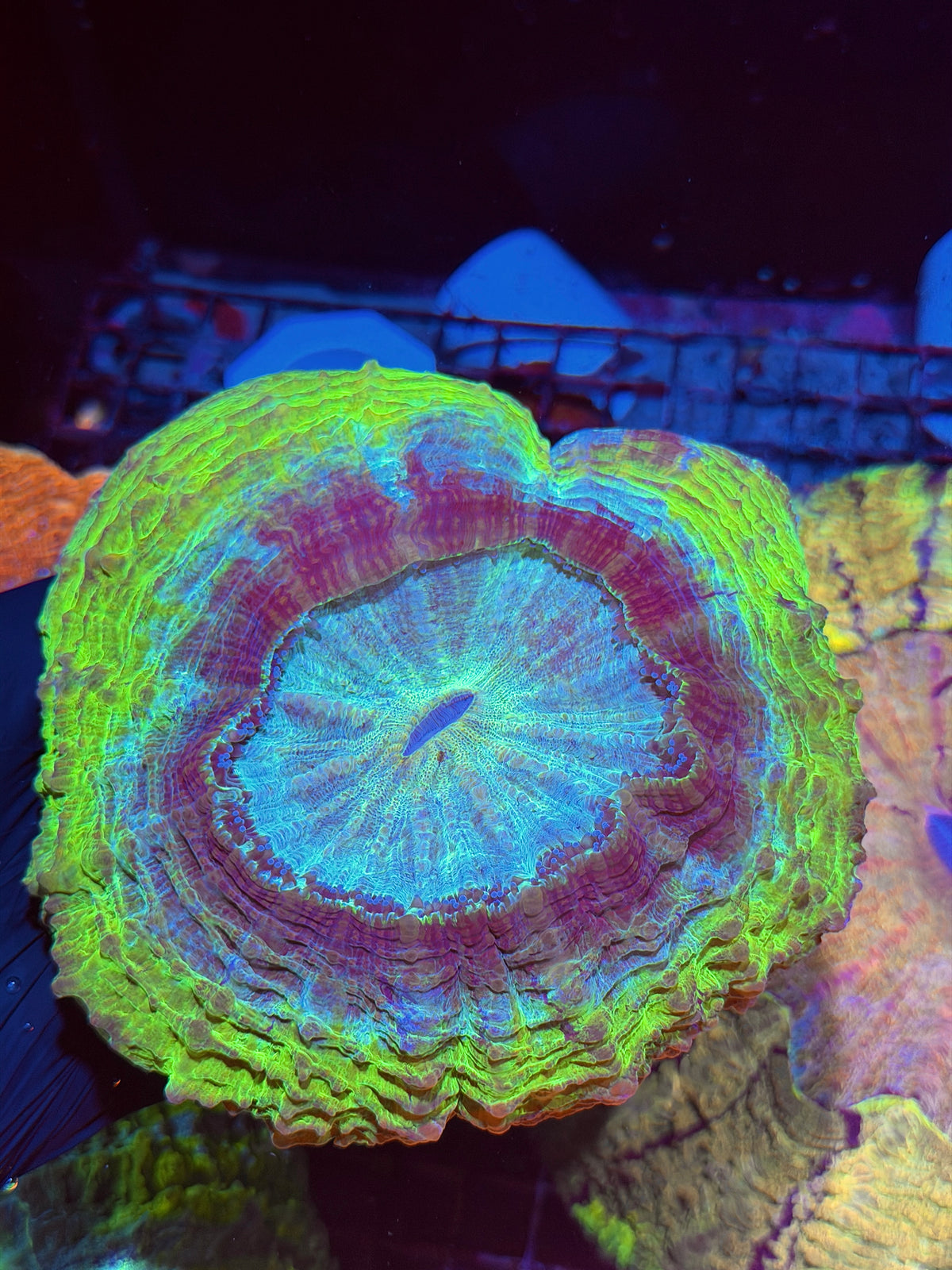 UFO Acanthophyllia Meat Coral XXL 9/21