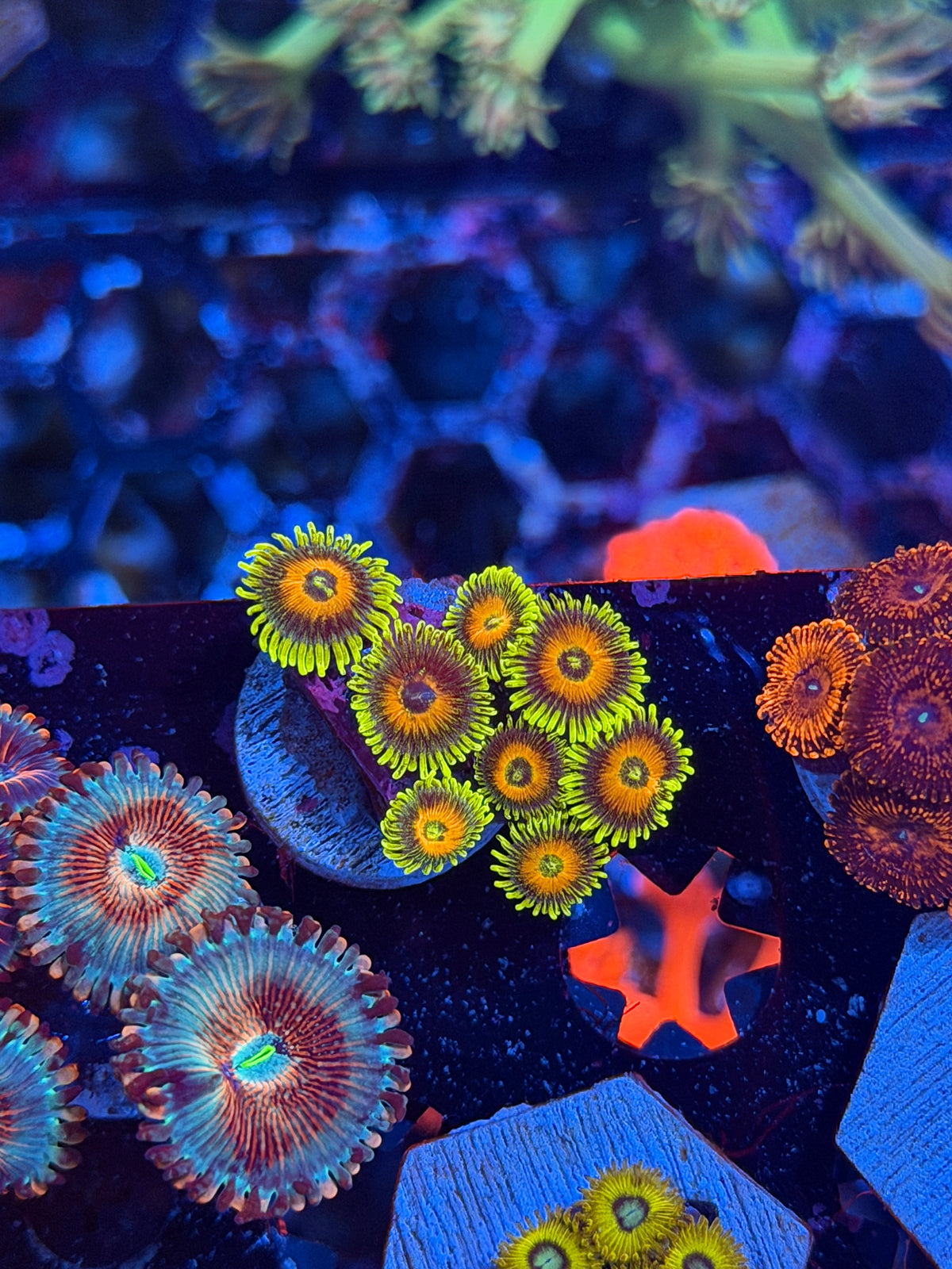 JEA Super Saiyan Zoanthid Coral 8 Polyps 10/10