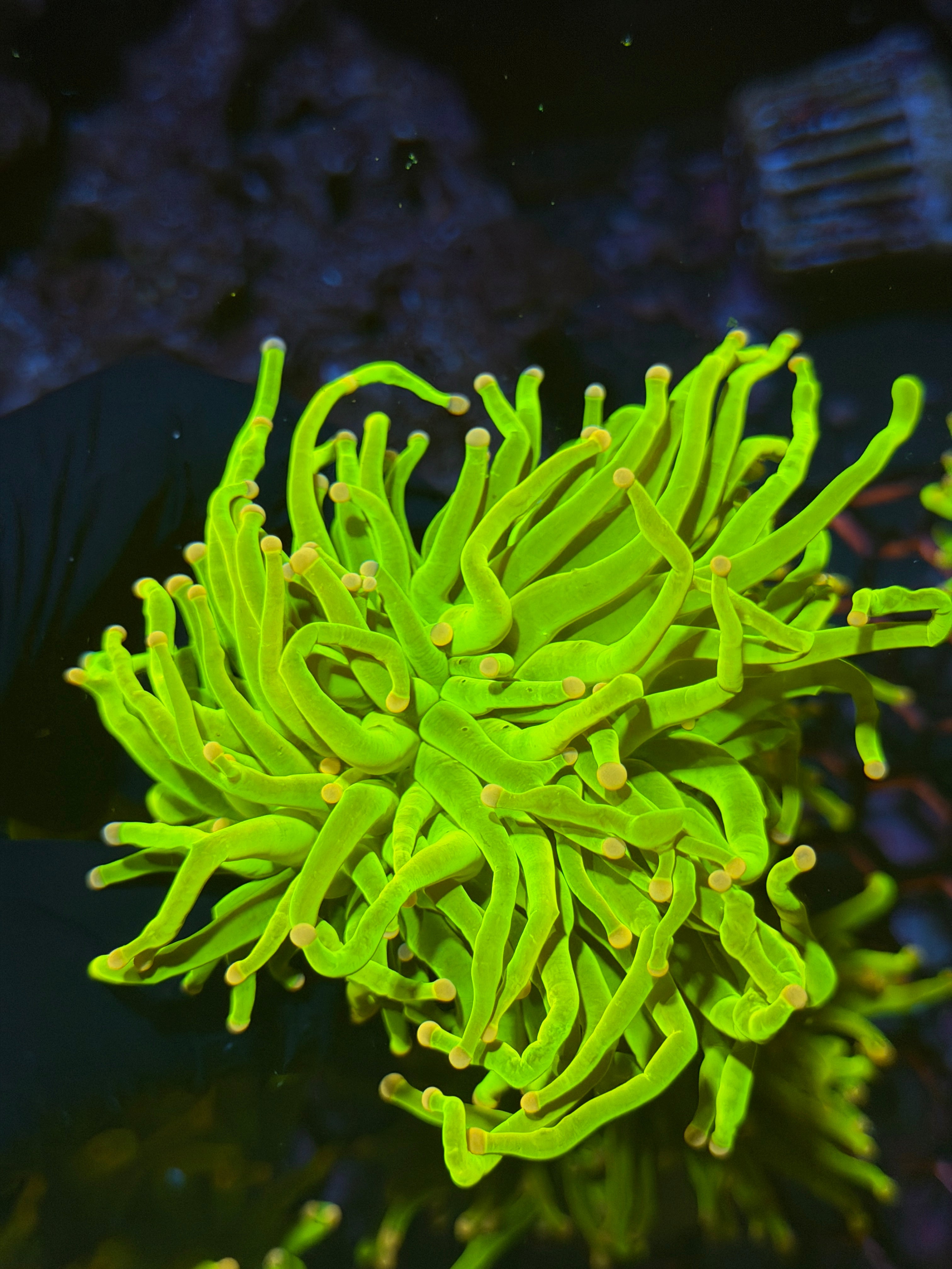 JEA Care Bears Holy Grail Torch Coral 1 XL Heads 2/25